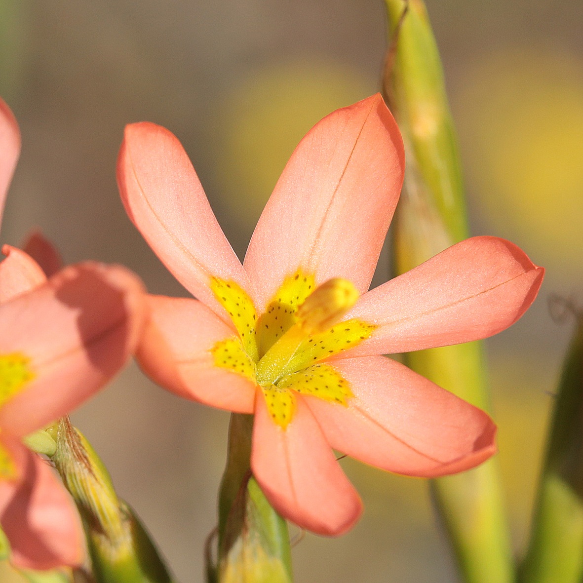 Moraea miniata