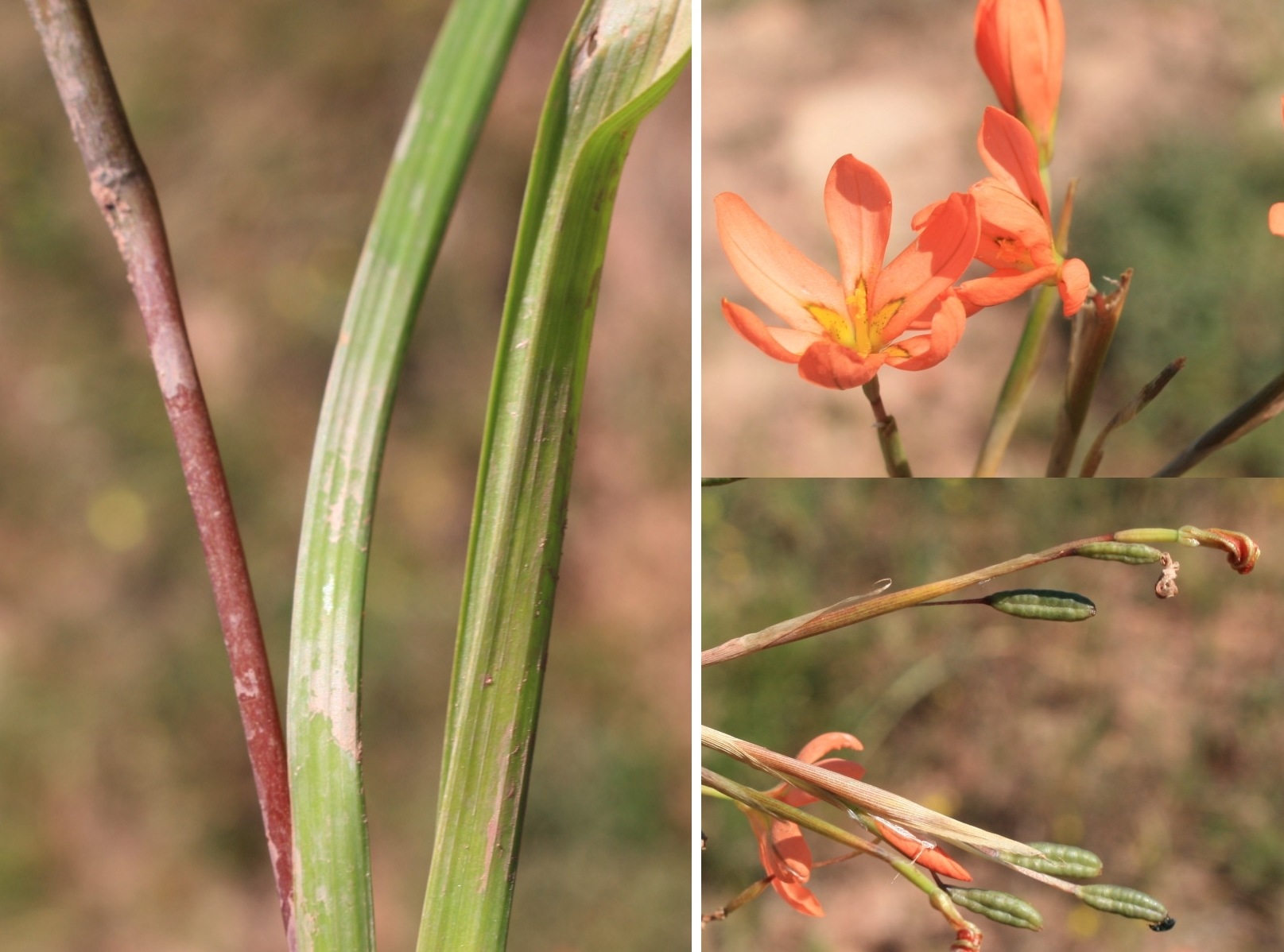 Moraea miniata