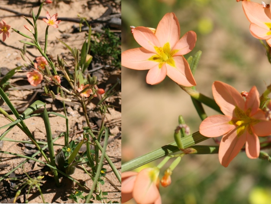 Moraea miniata