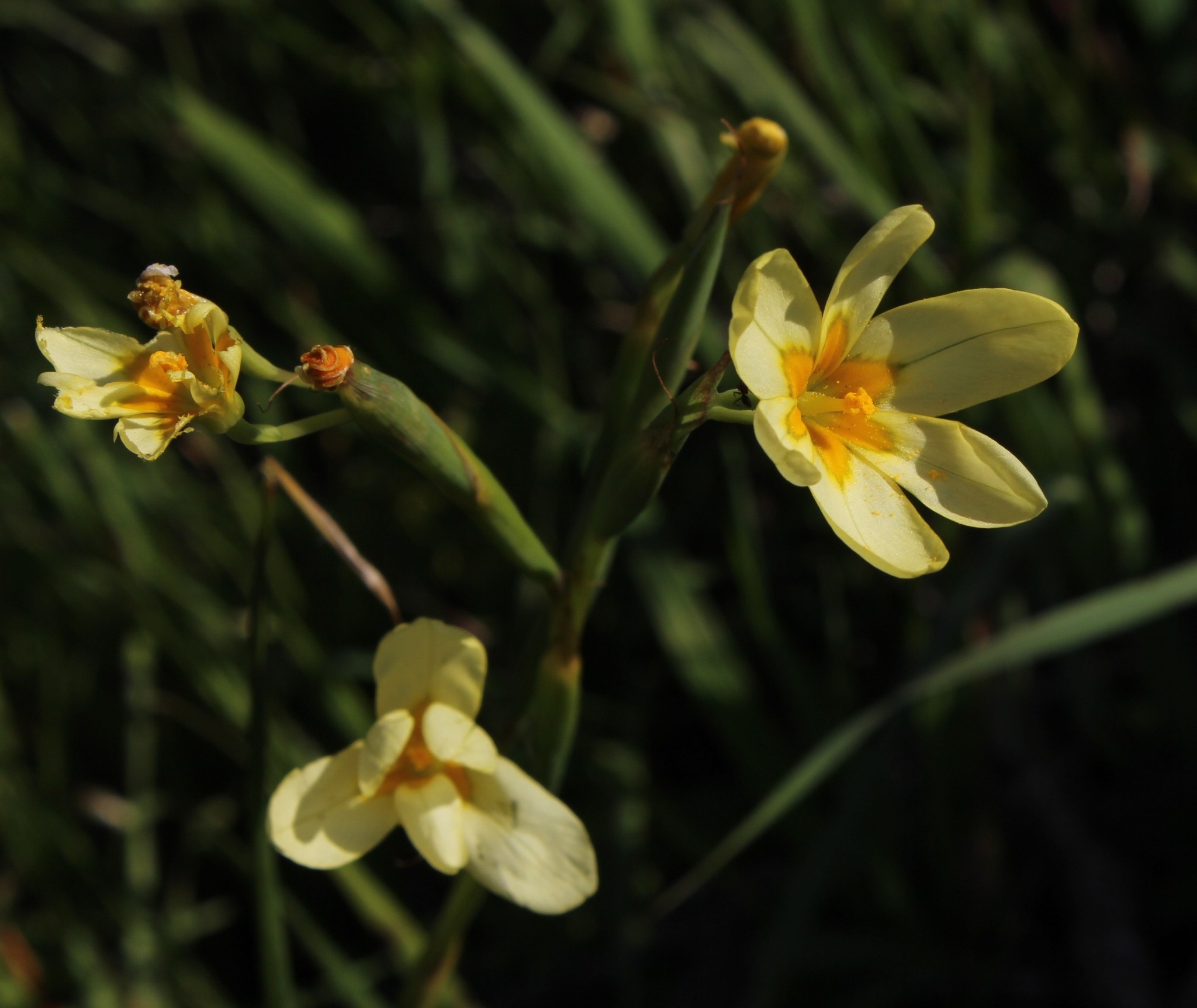 Moraea miniata
