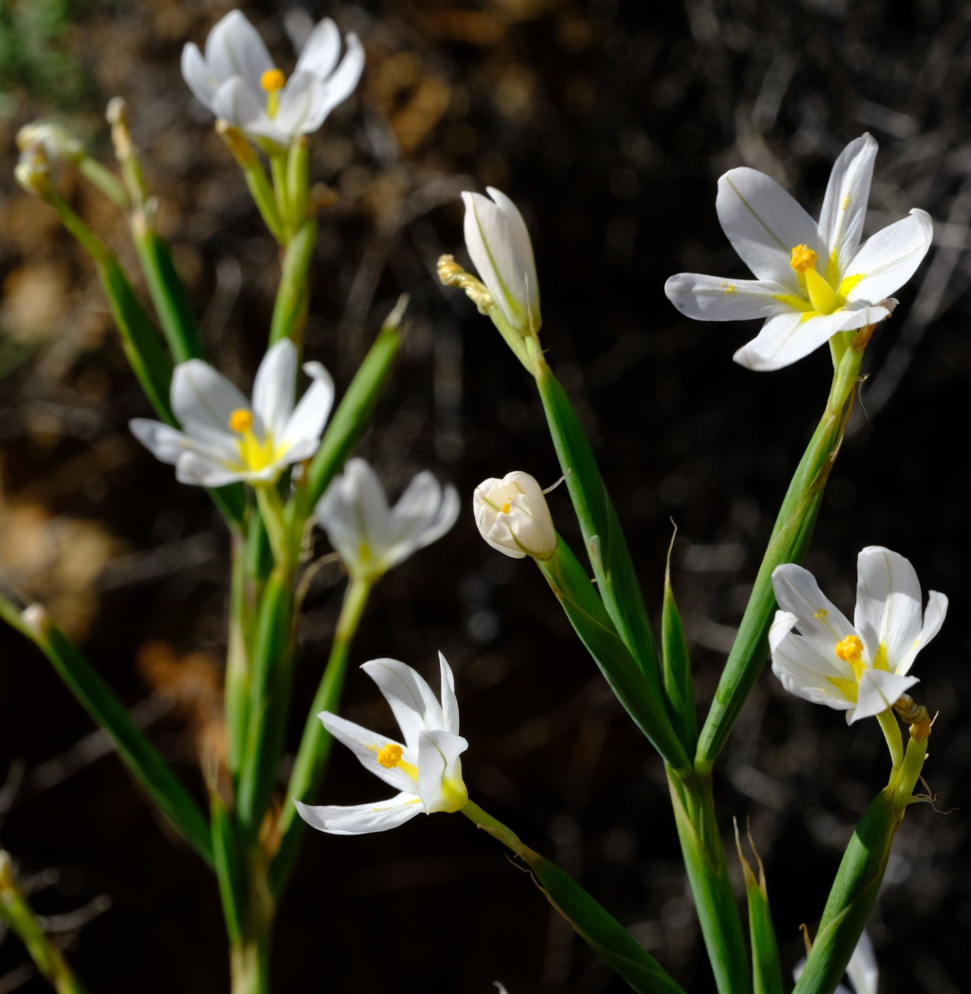 Moraea miniata
