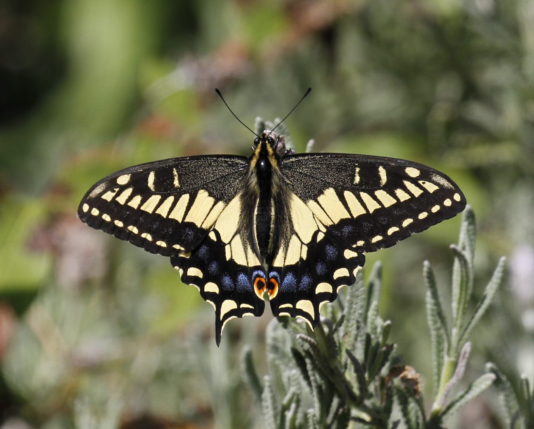 Papilio zelicaon