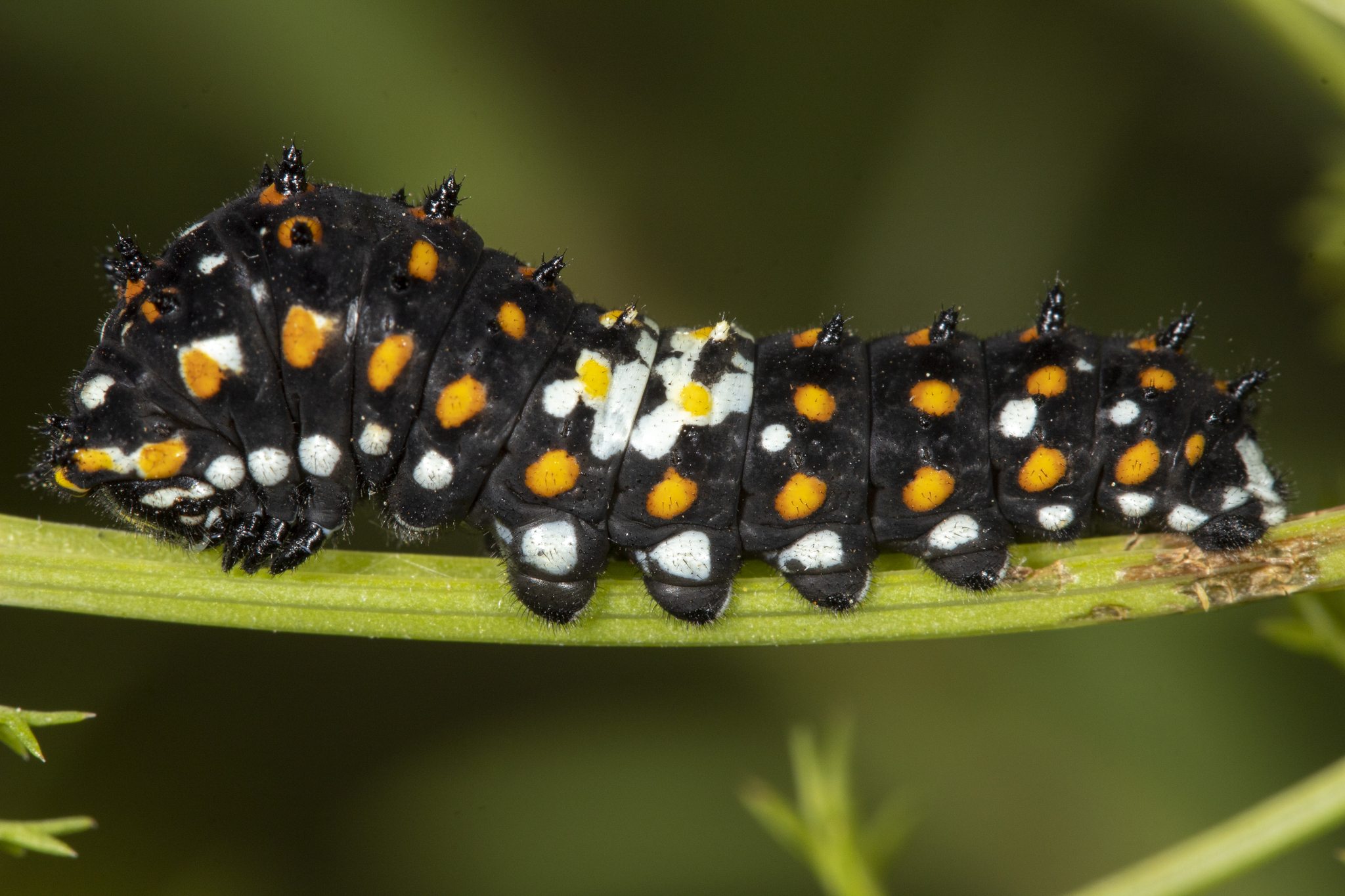Papilio zelicaon