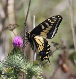 Papilio zelicaon