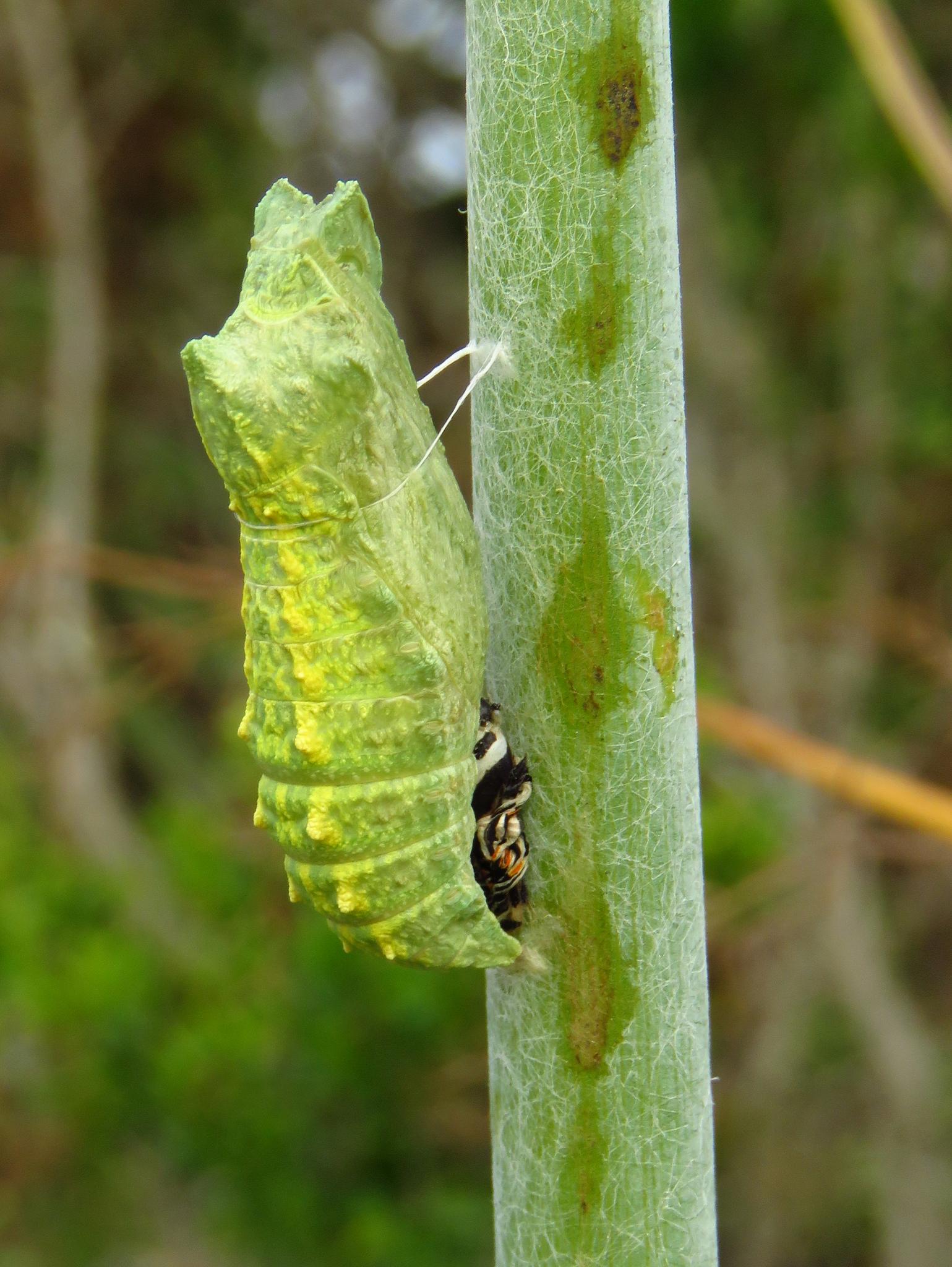 Papilio zelicaon