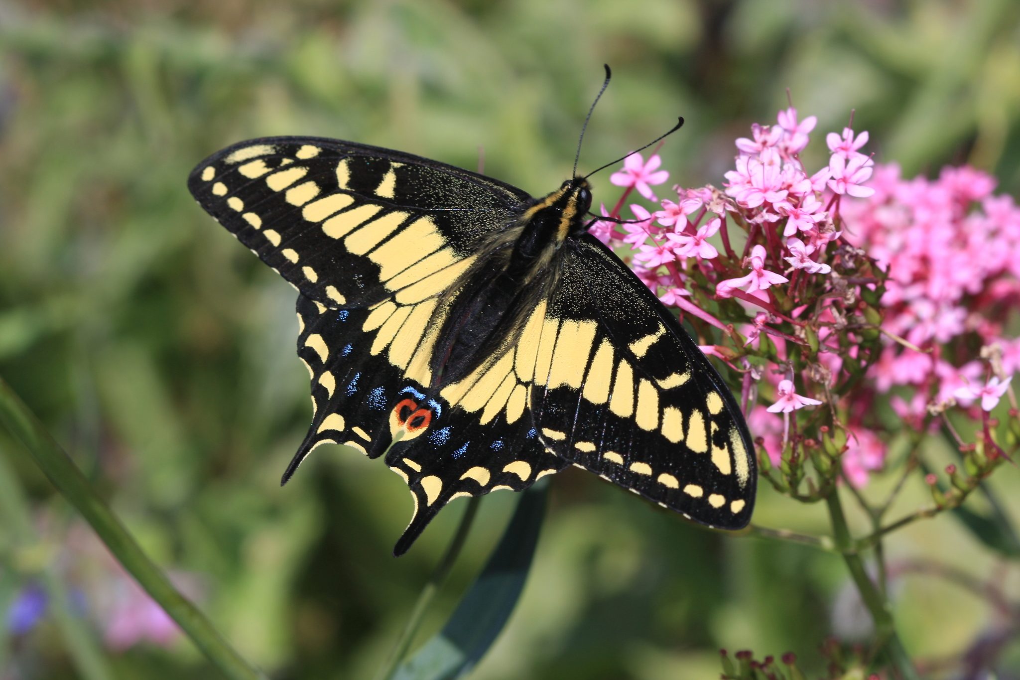 Papilio zelicaon