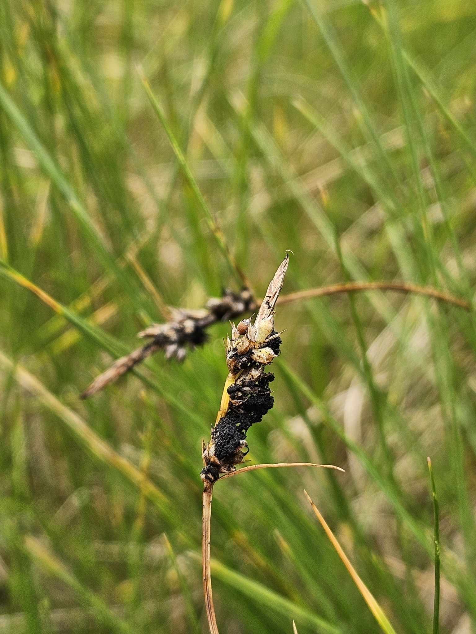Anthracoidea caricis