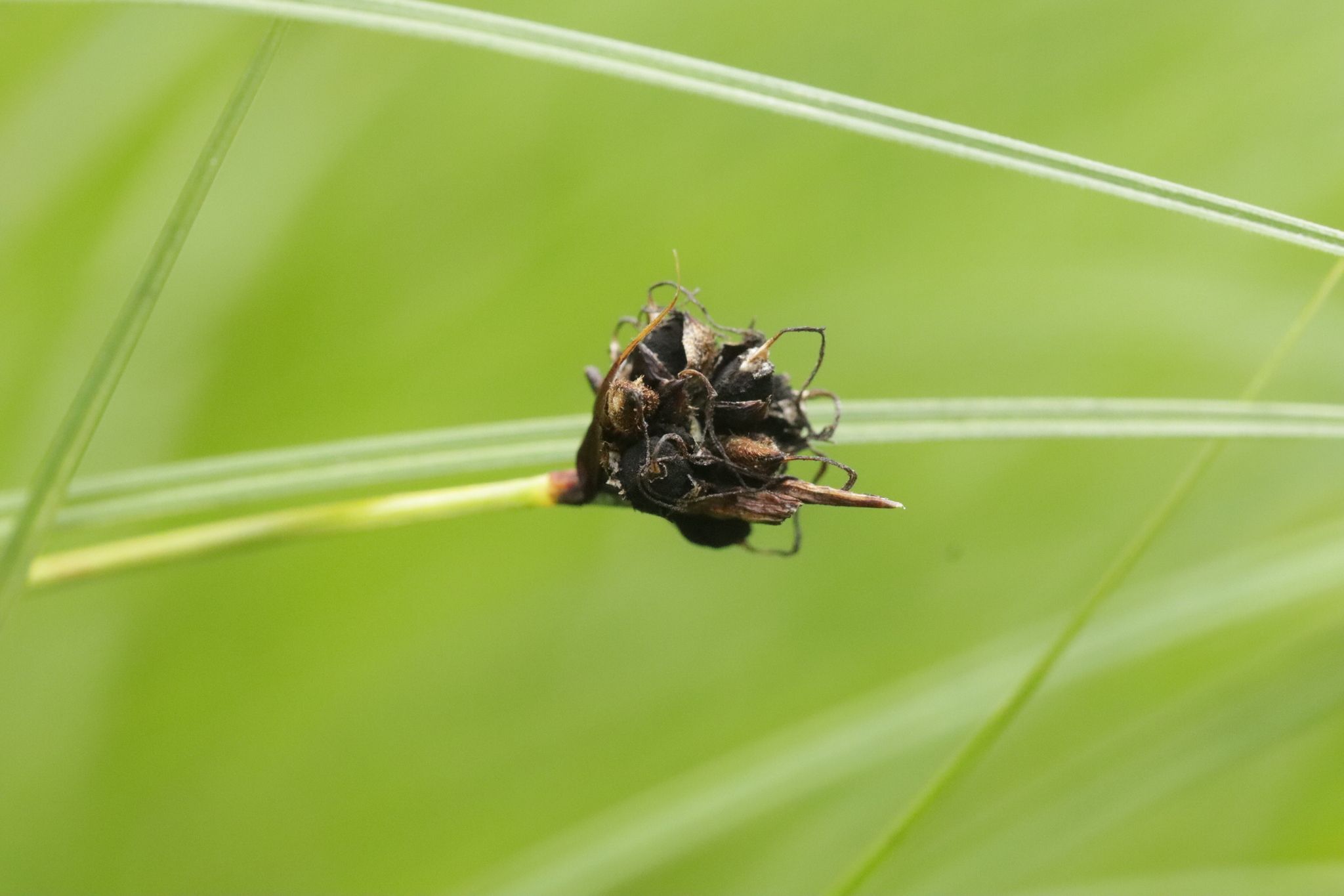 Anthracoidea caricis