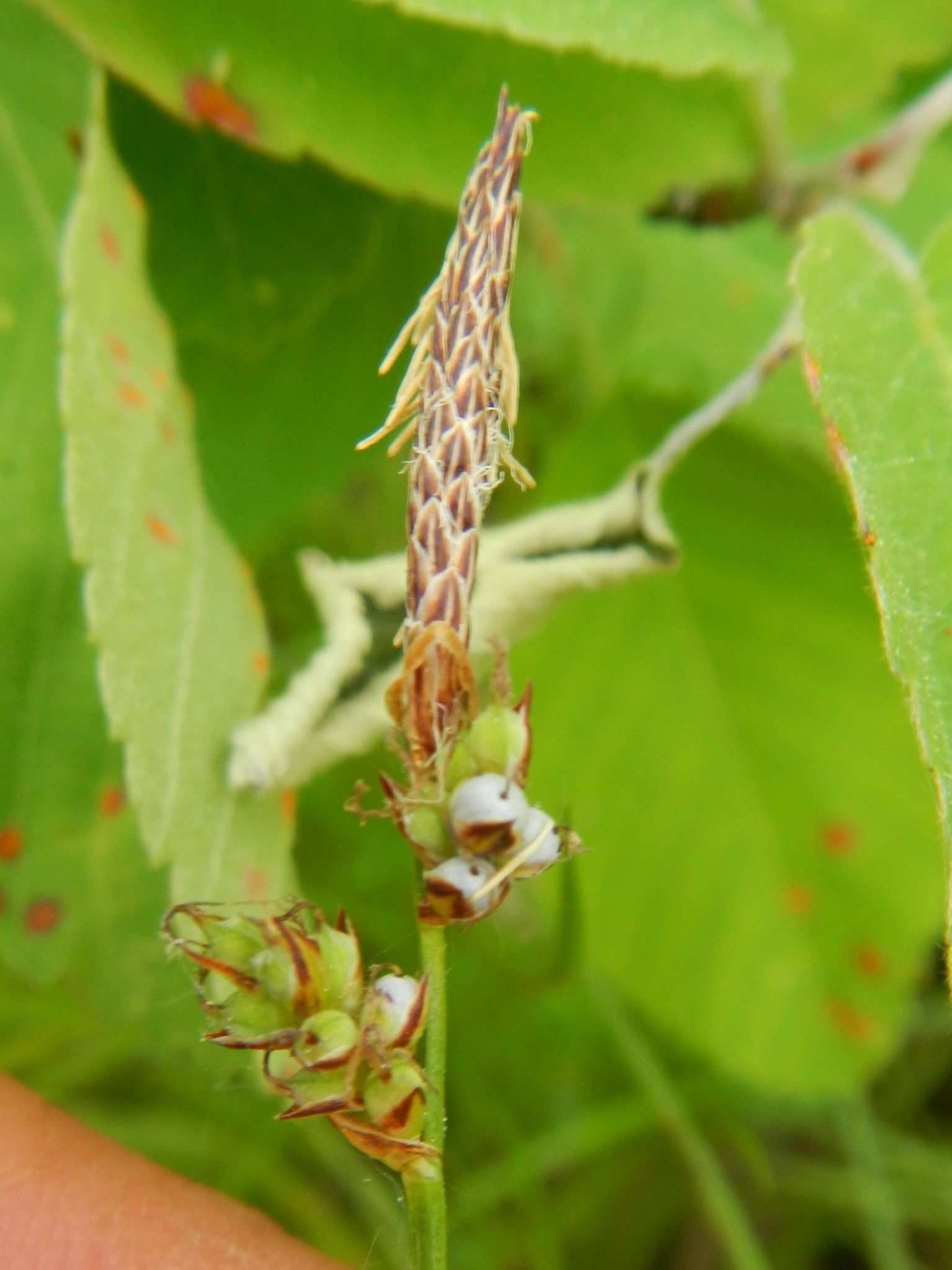 Anthracoidea caricis