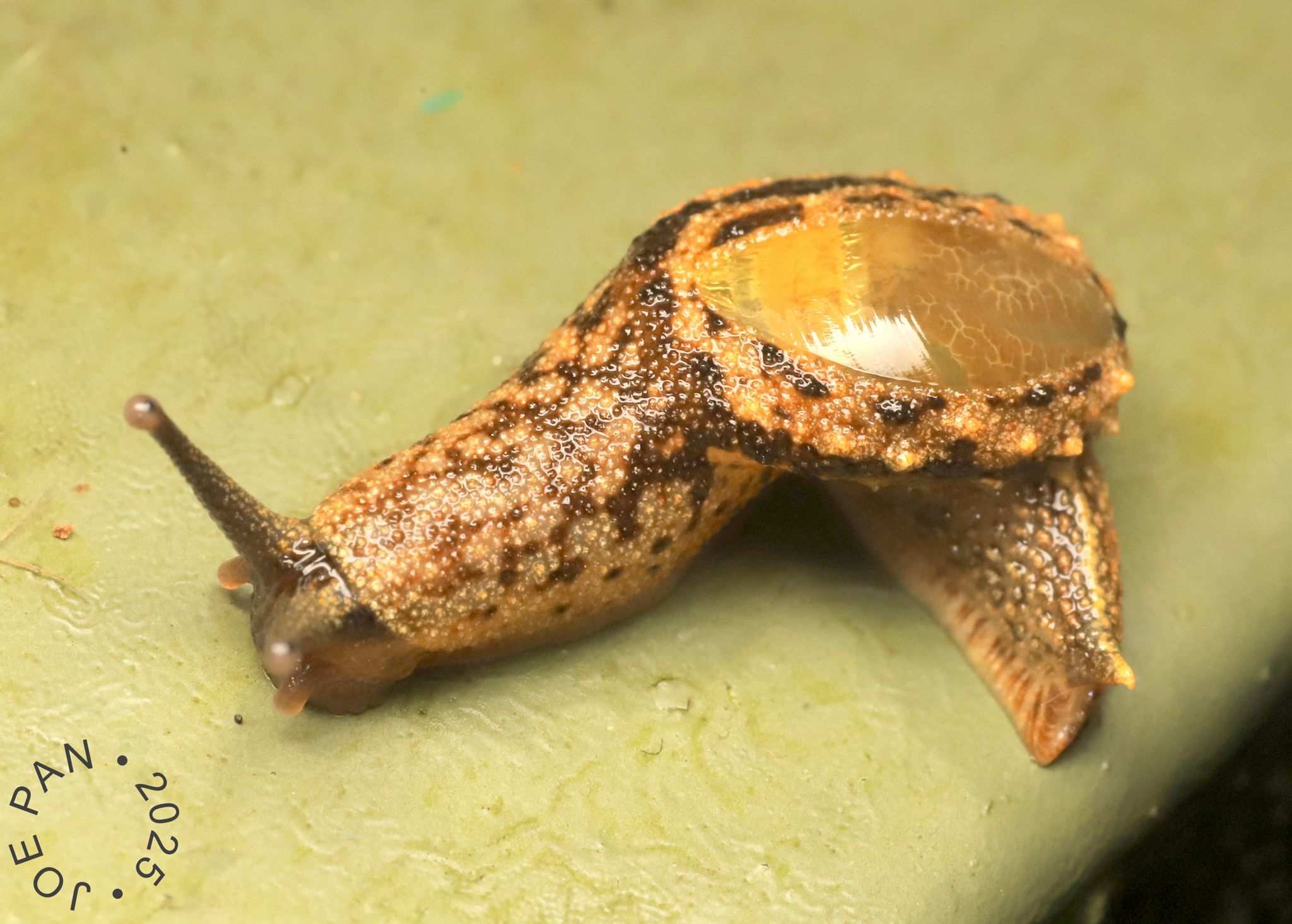 Microparmarion