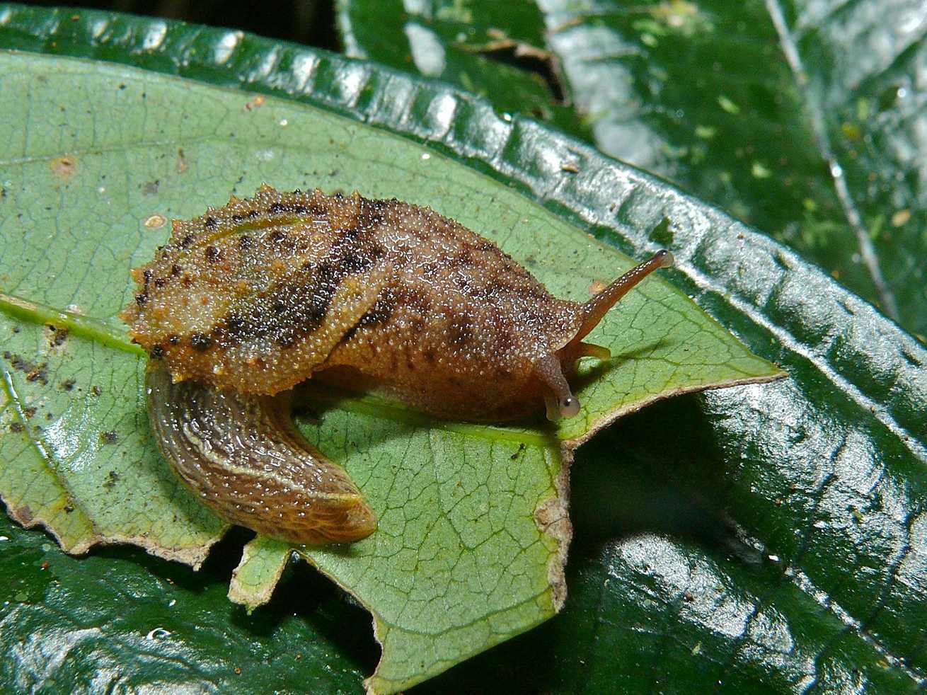 Microparmarion