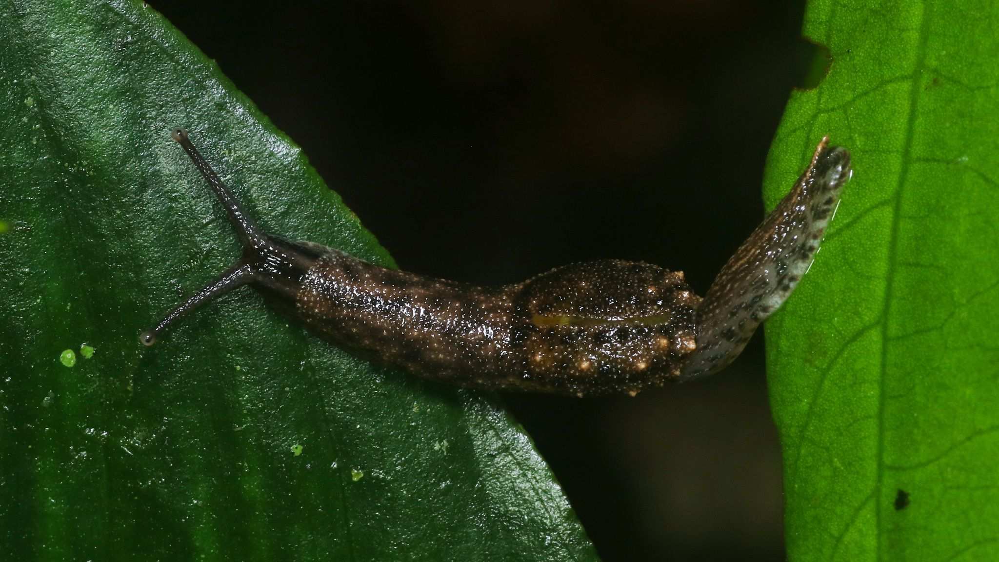 Microparmarion