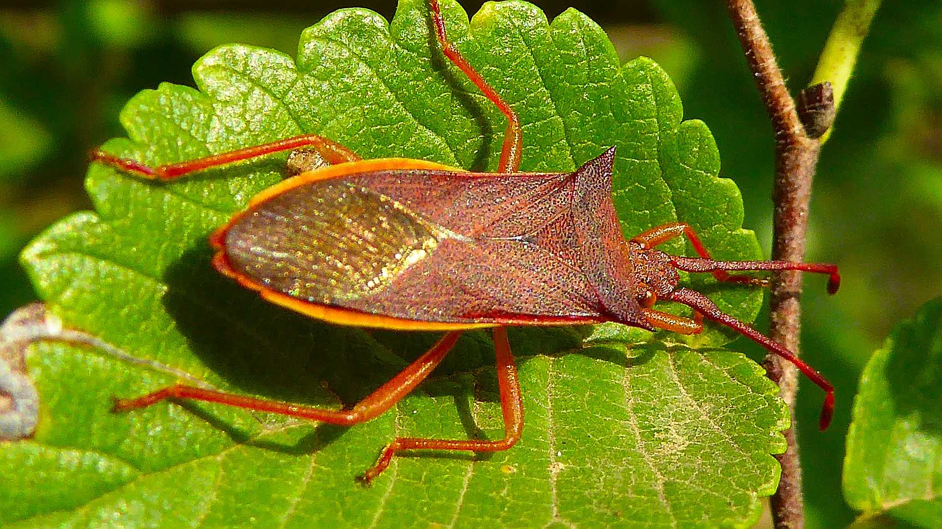 Gonocerus insidiator