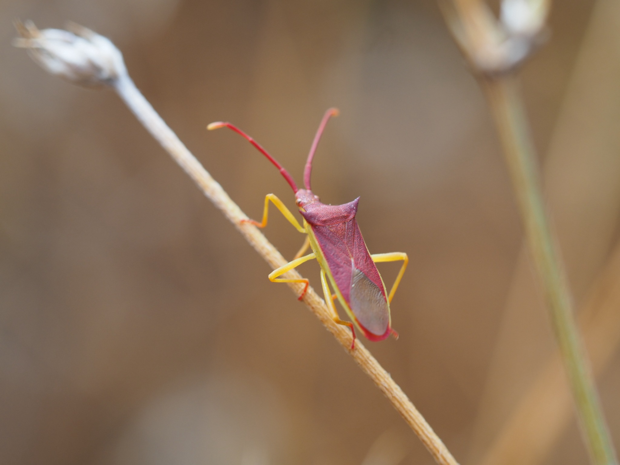 Gonocerus insidiator