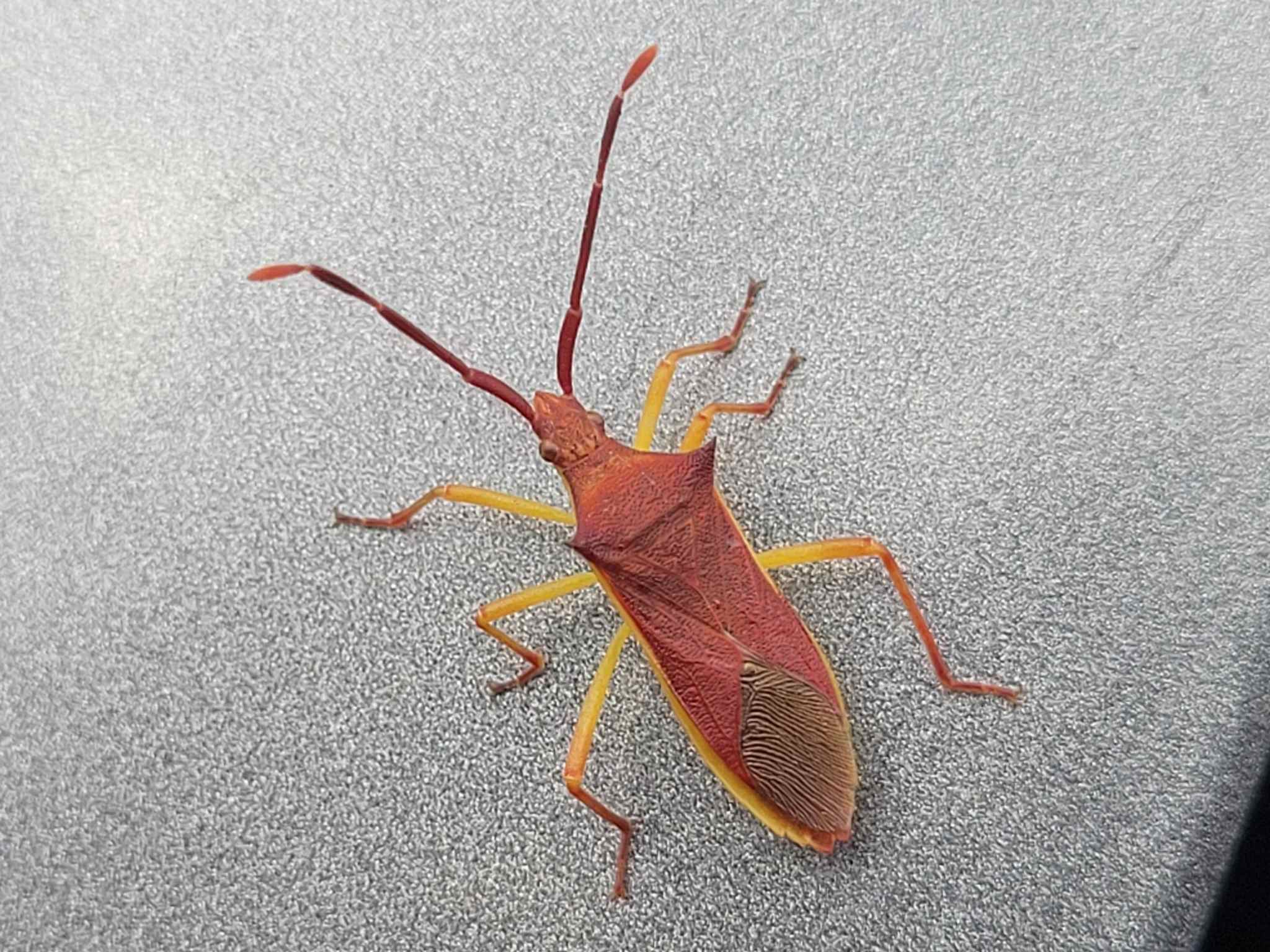 Gonocerus insidiator