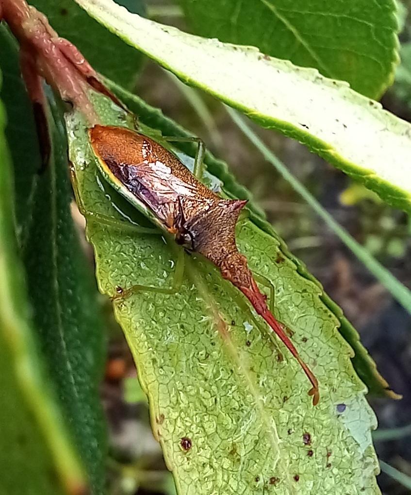 Gonocerus insidiator