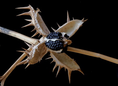 Datura ferox