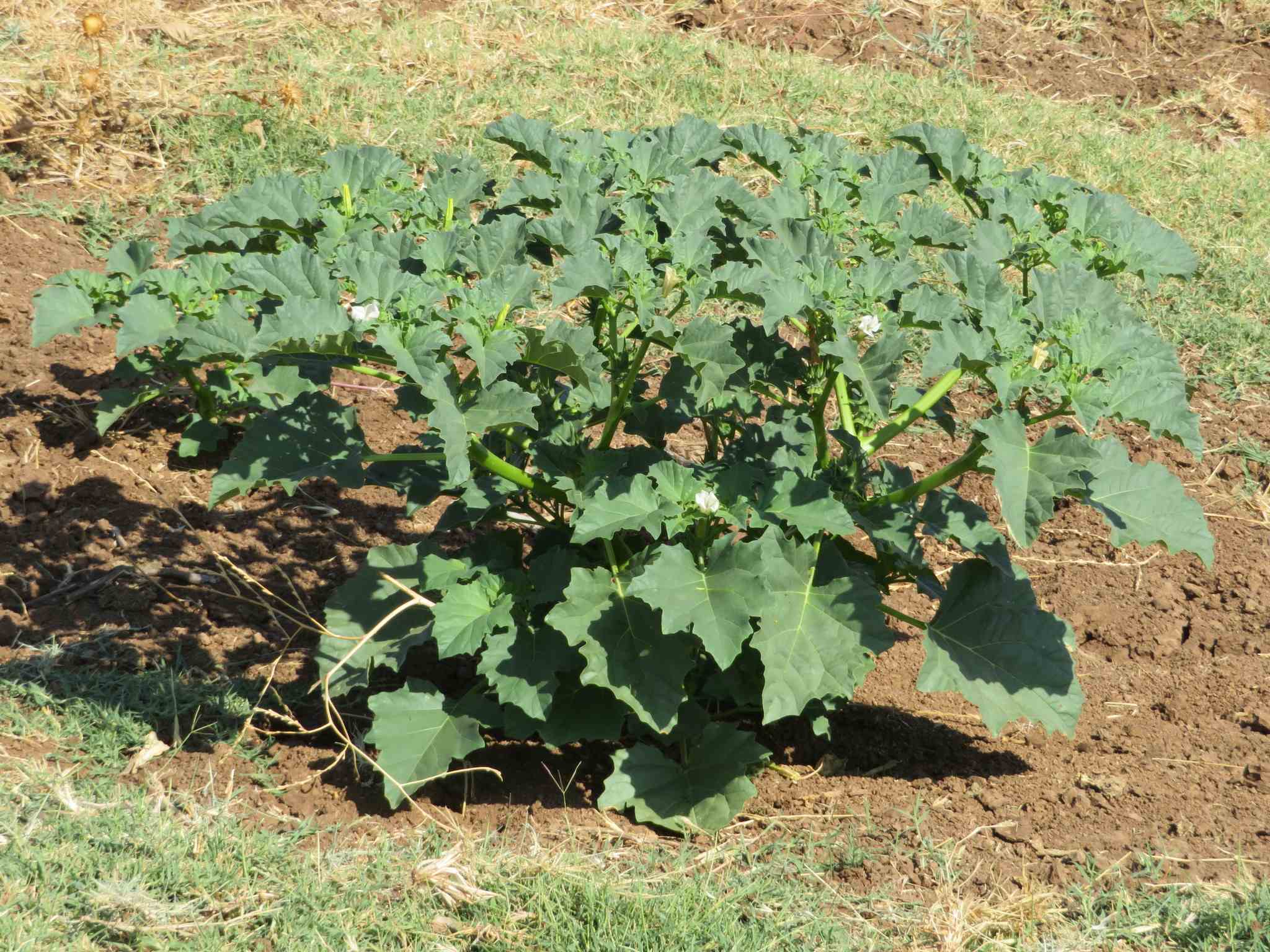 Datura ferox