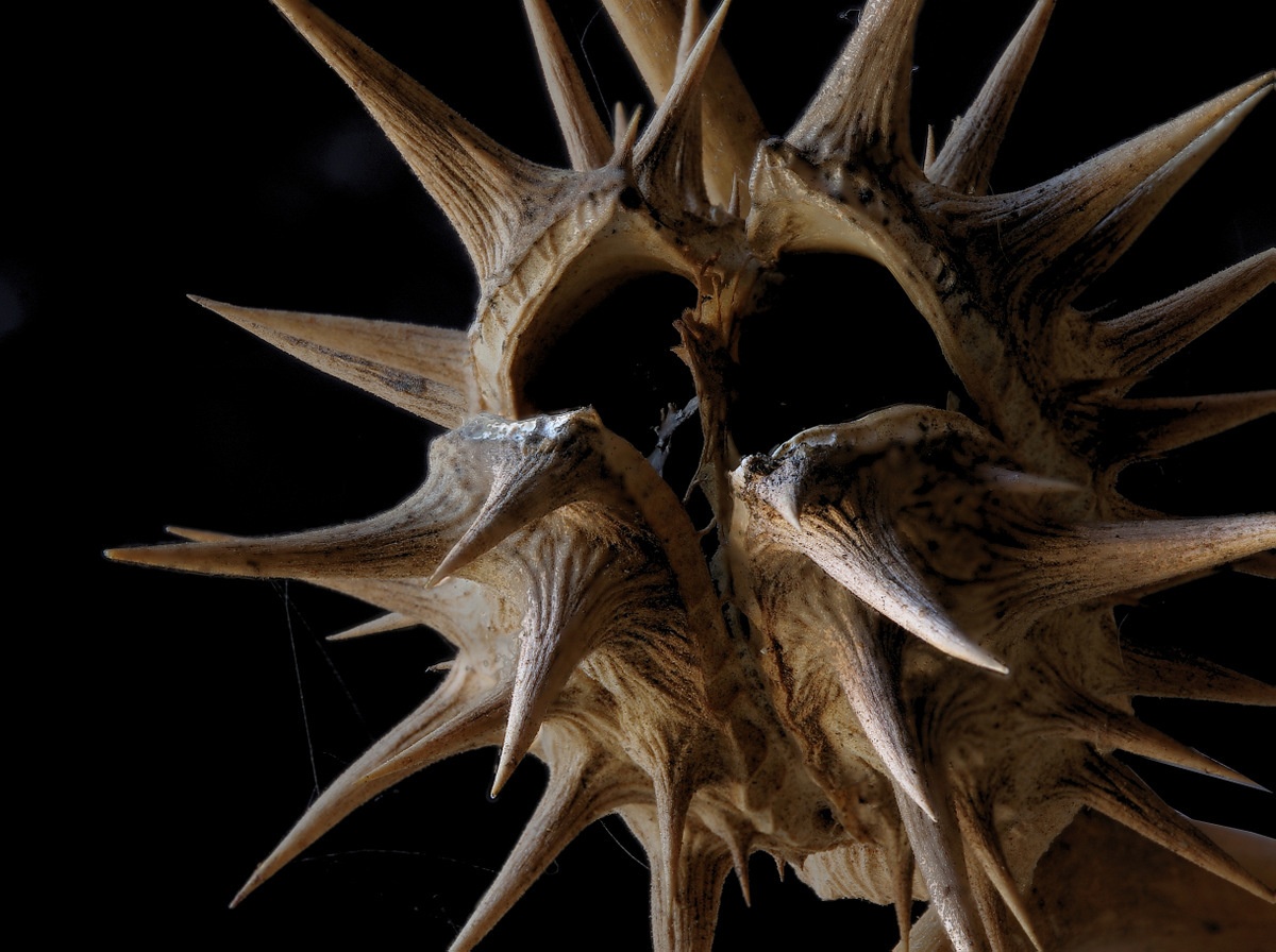 Datura ferox