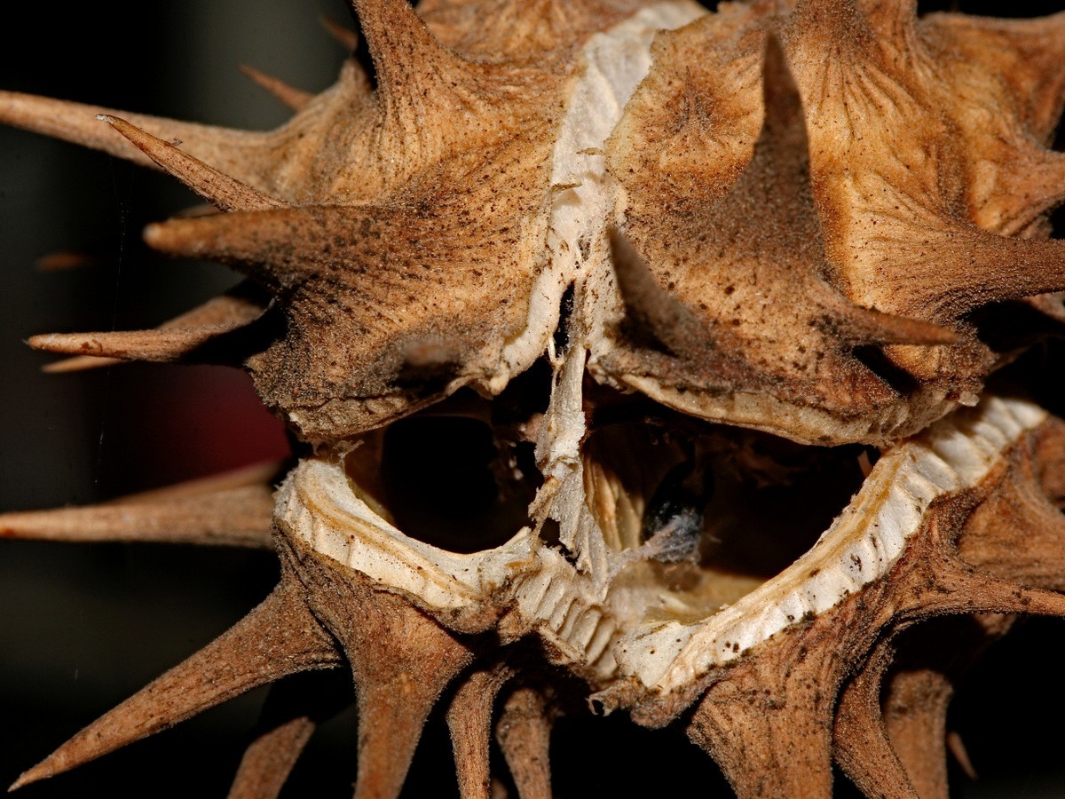 Datura ferox