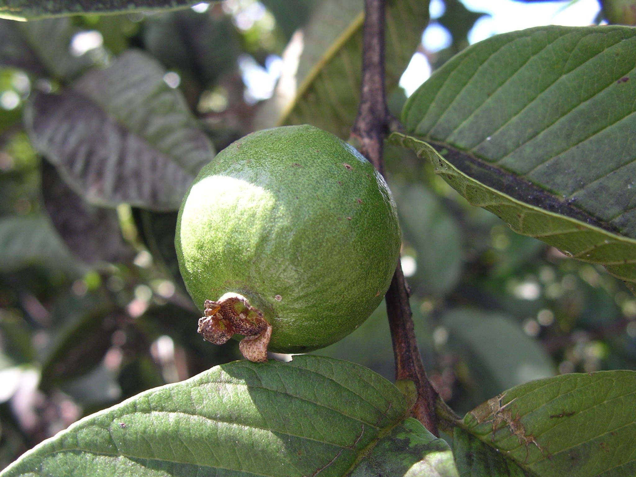 Psidium guajava
