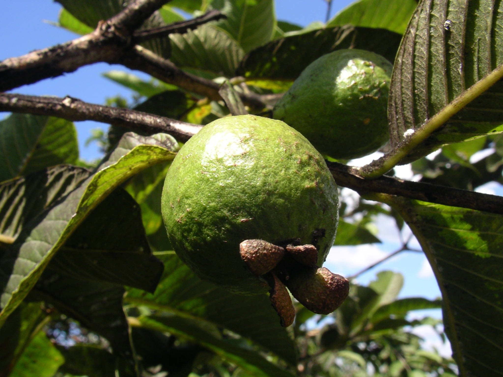 Psidium guajava