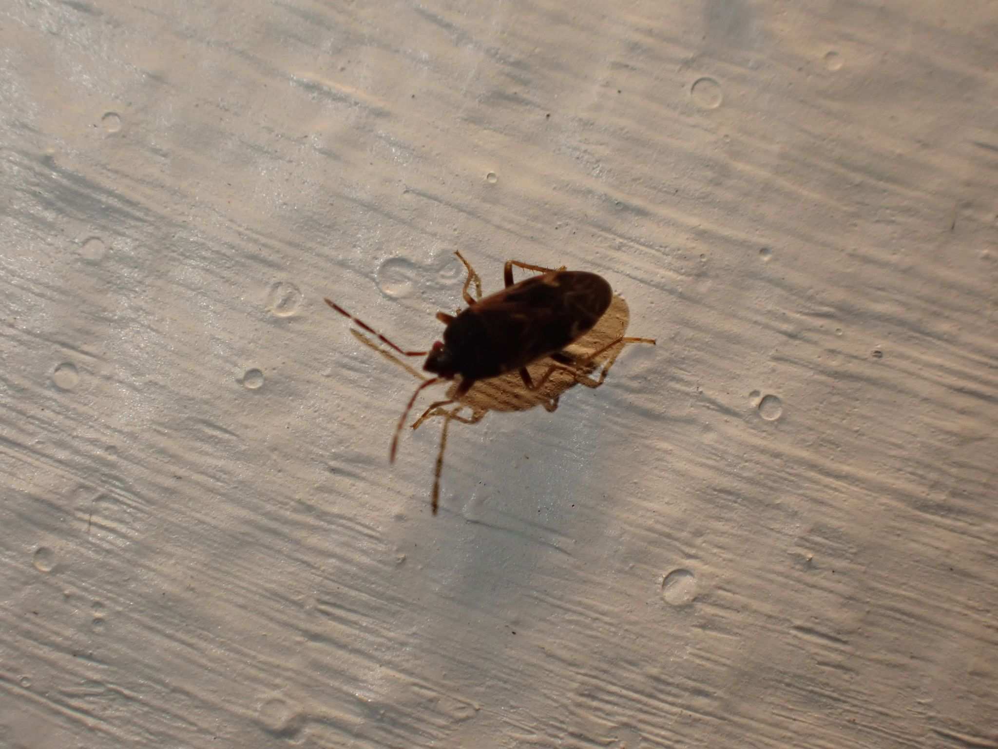 Paragonatas