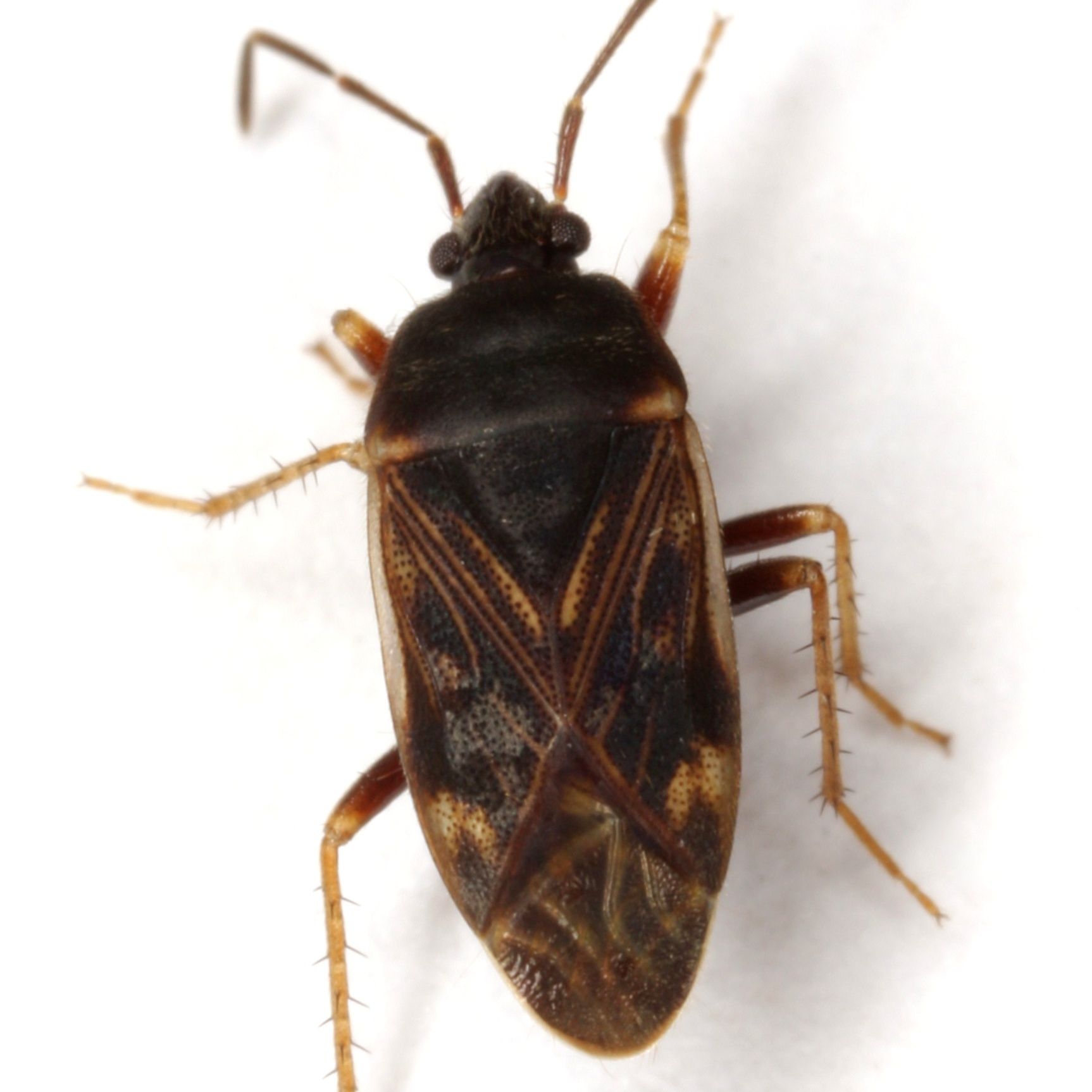 Paragonatas