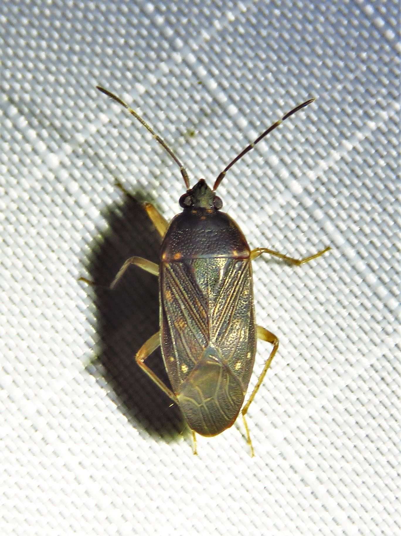 Paragonatas