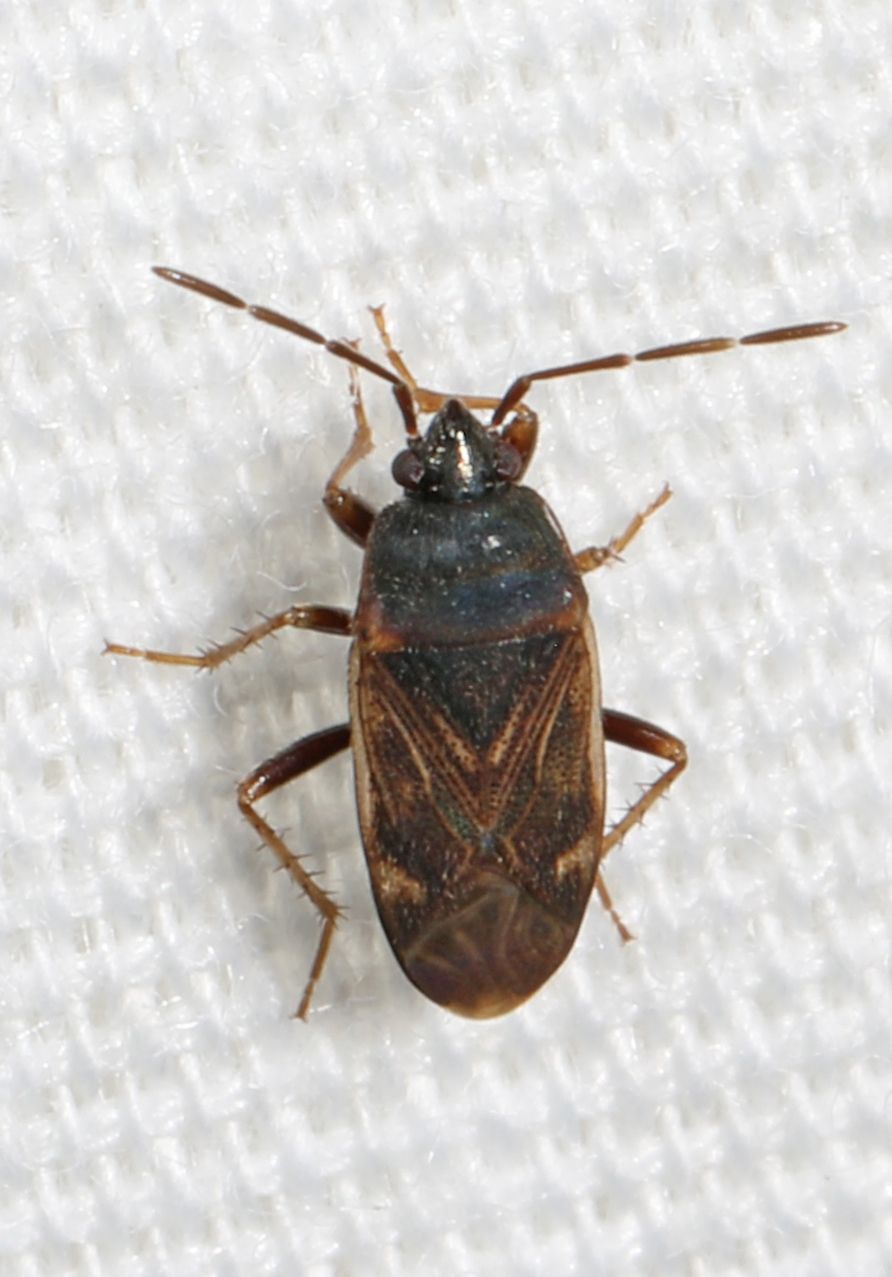 Paragonatas