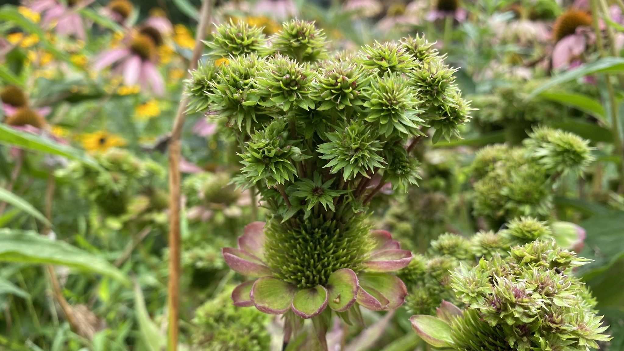 Candidatus Phytoplasma pruni