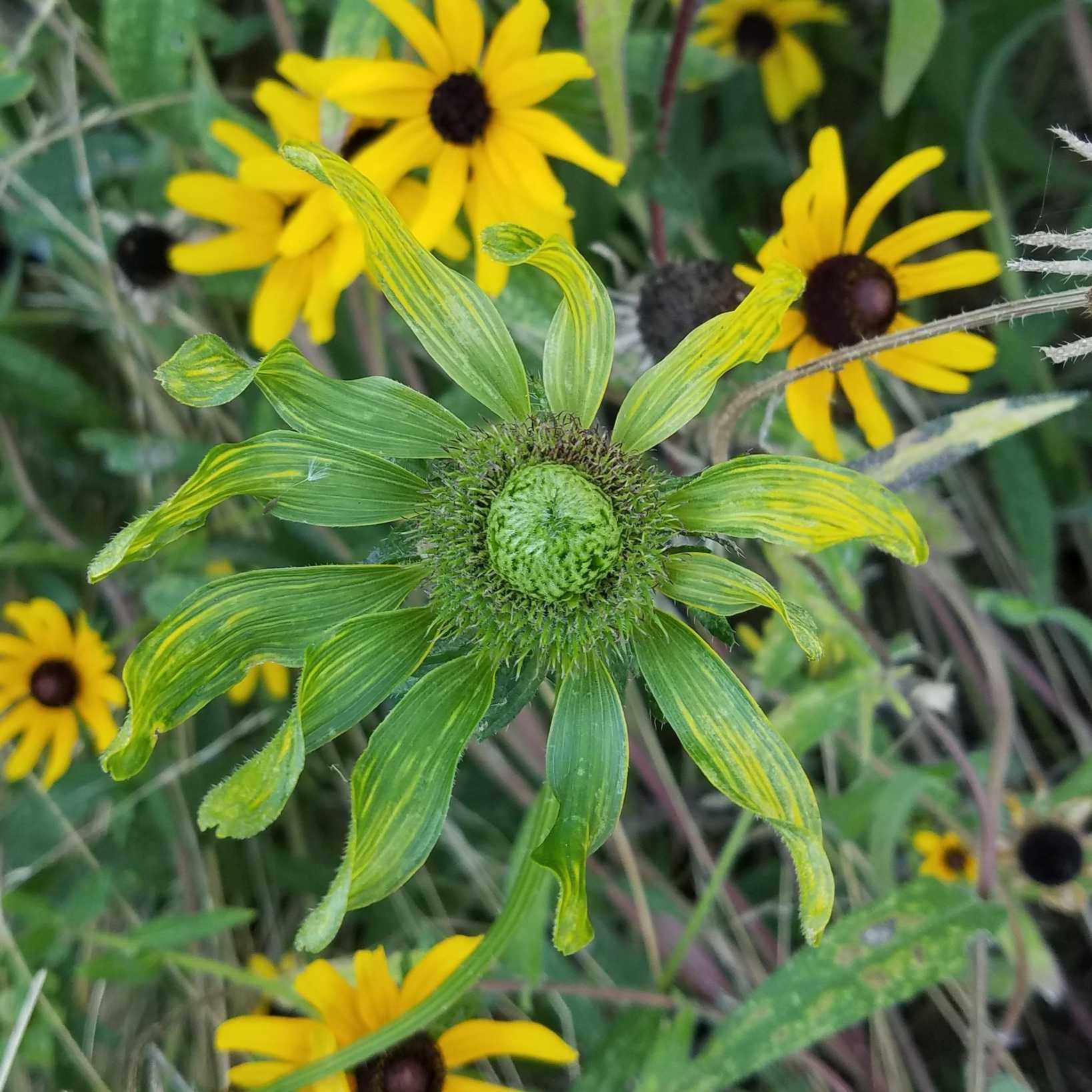 Candidatus Phytoplasma pruni