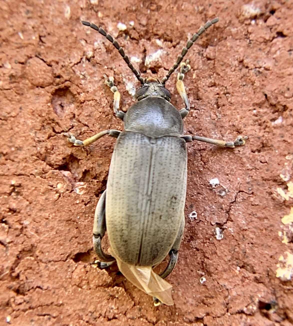 Pachymerus