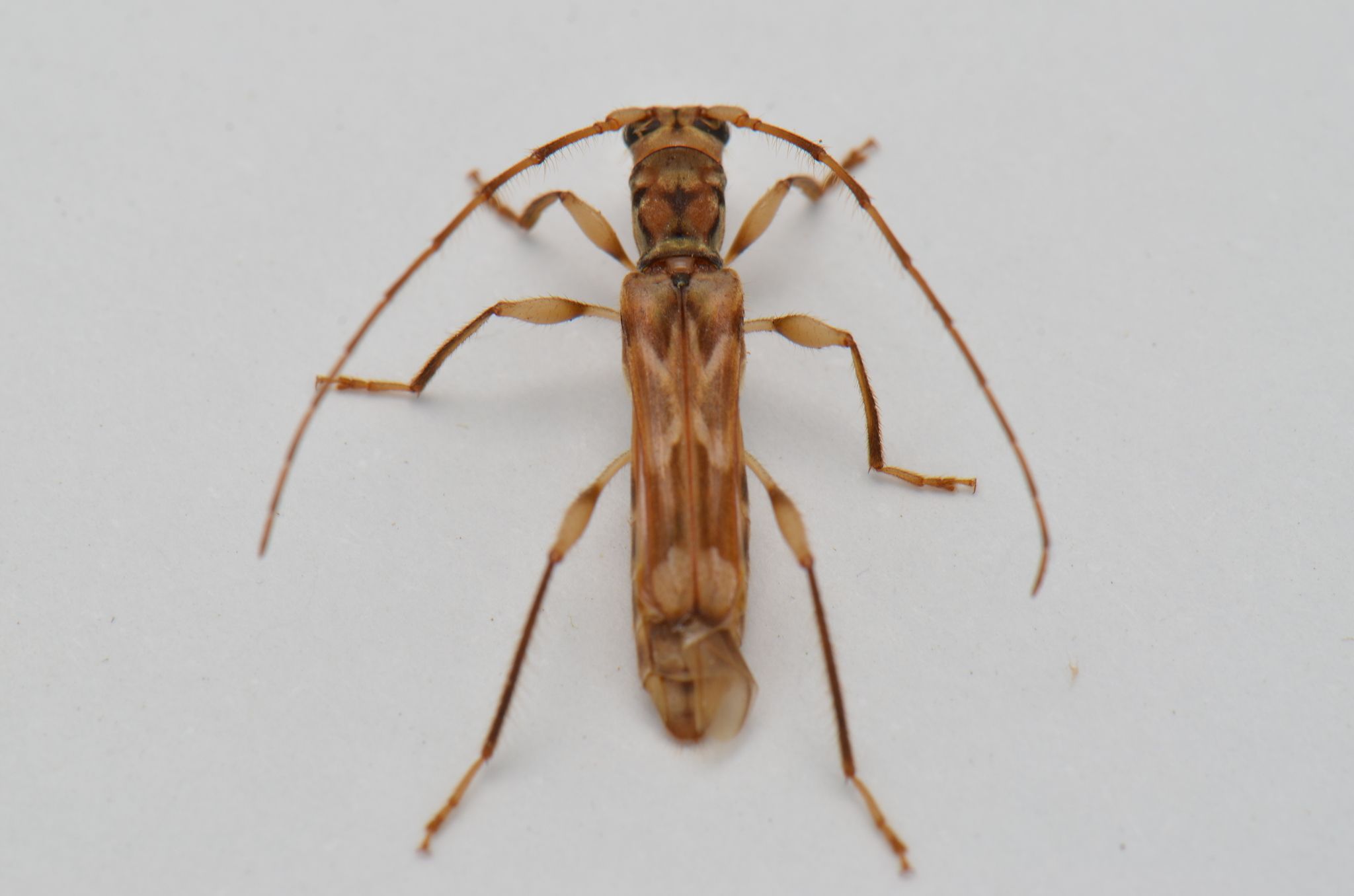 Ozodes