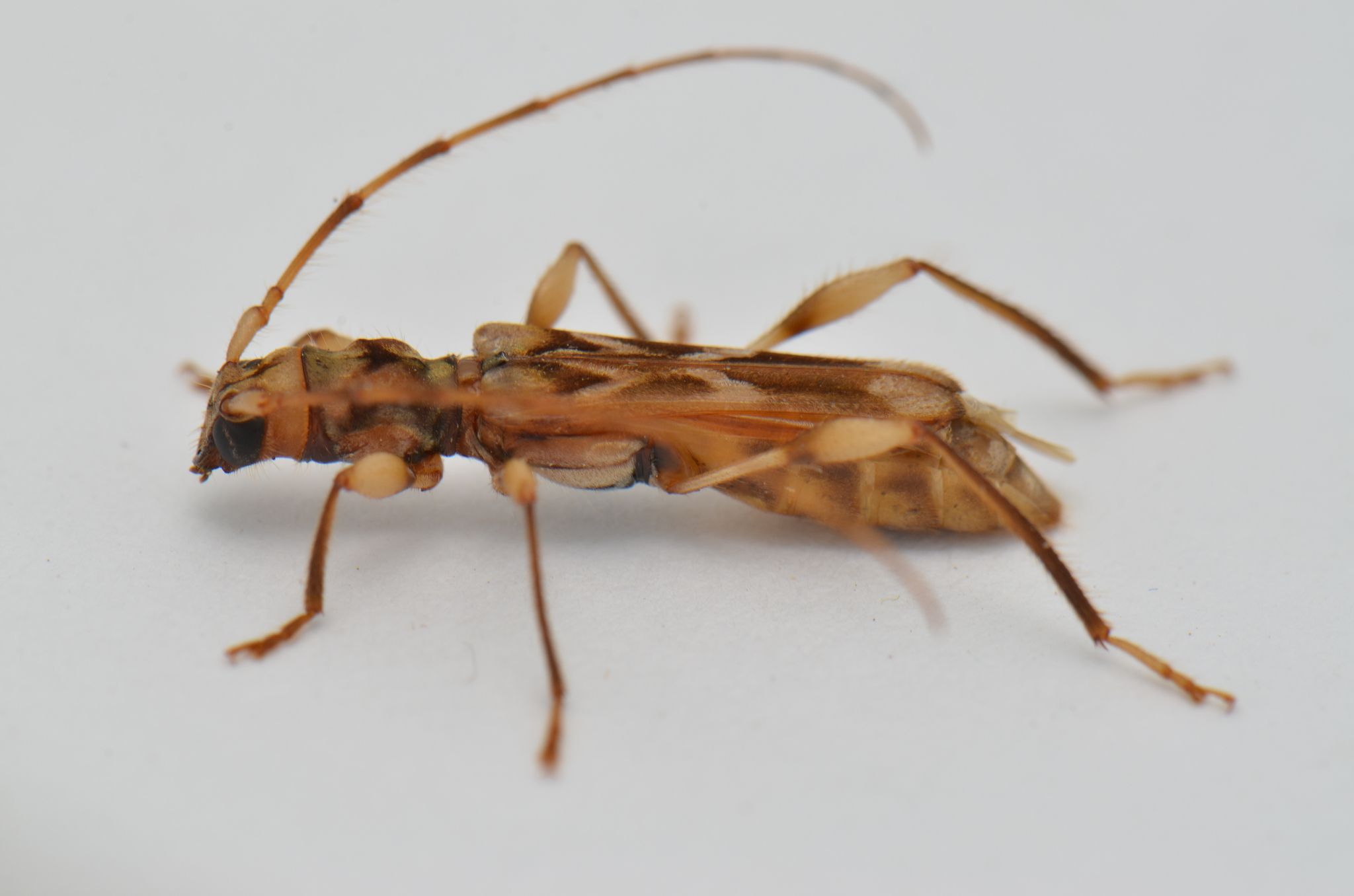 Ozodes
