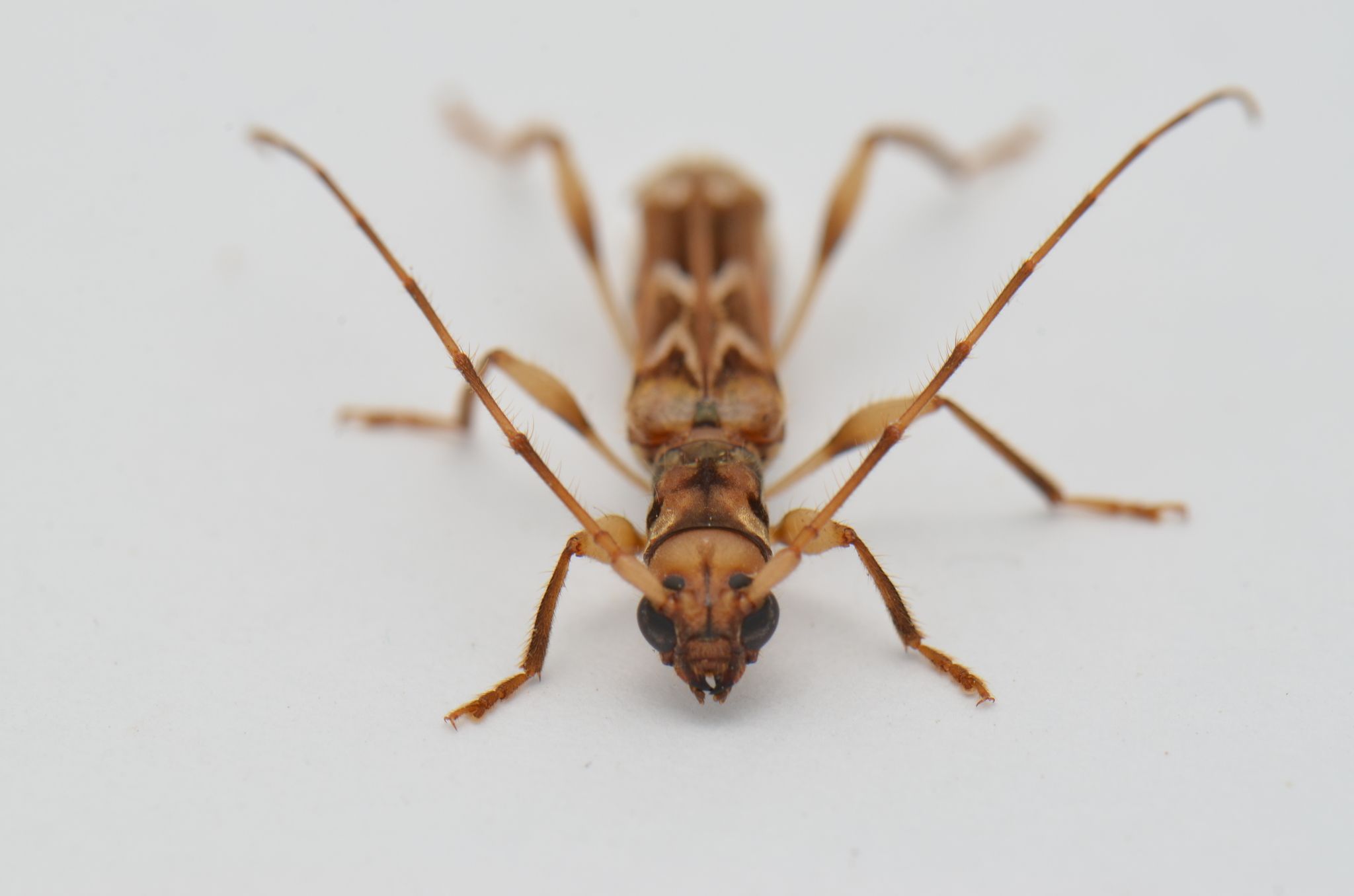 Ozodes