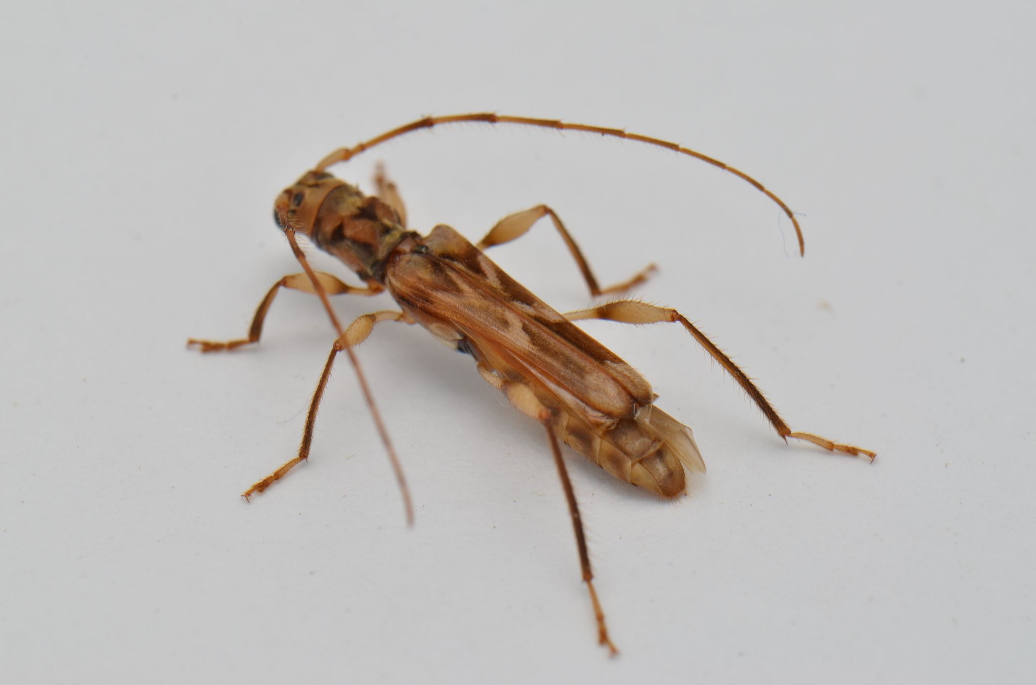 Ozodes
