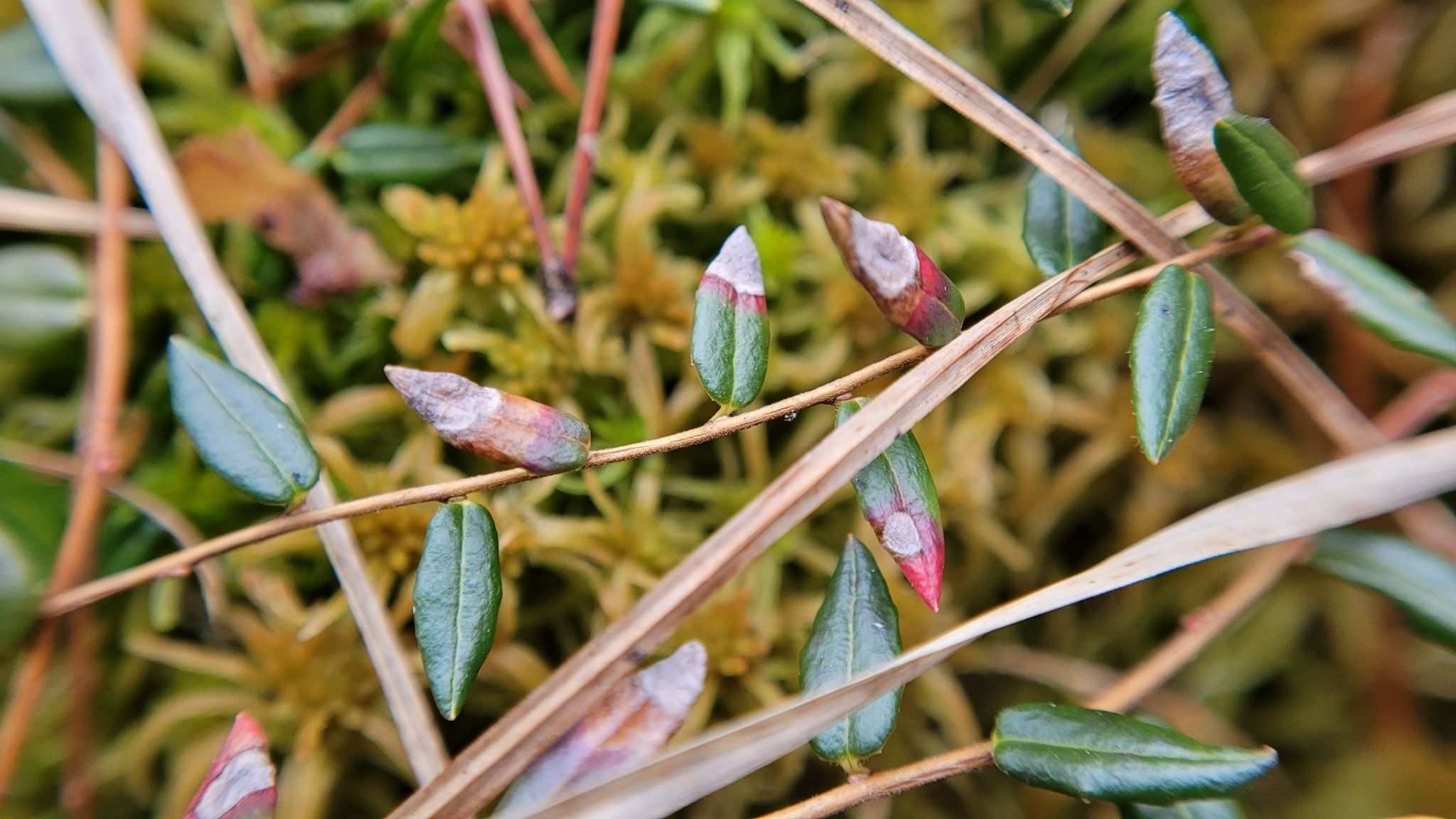 Exobasidium rostrupii