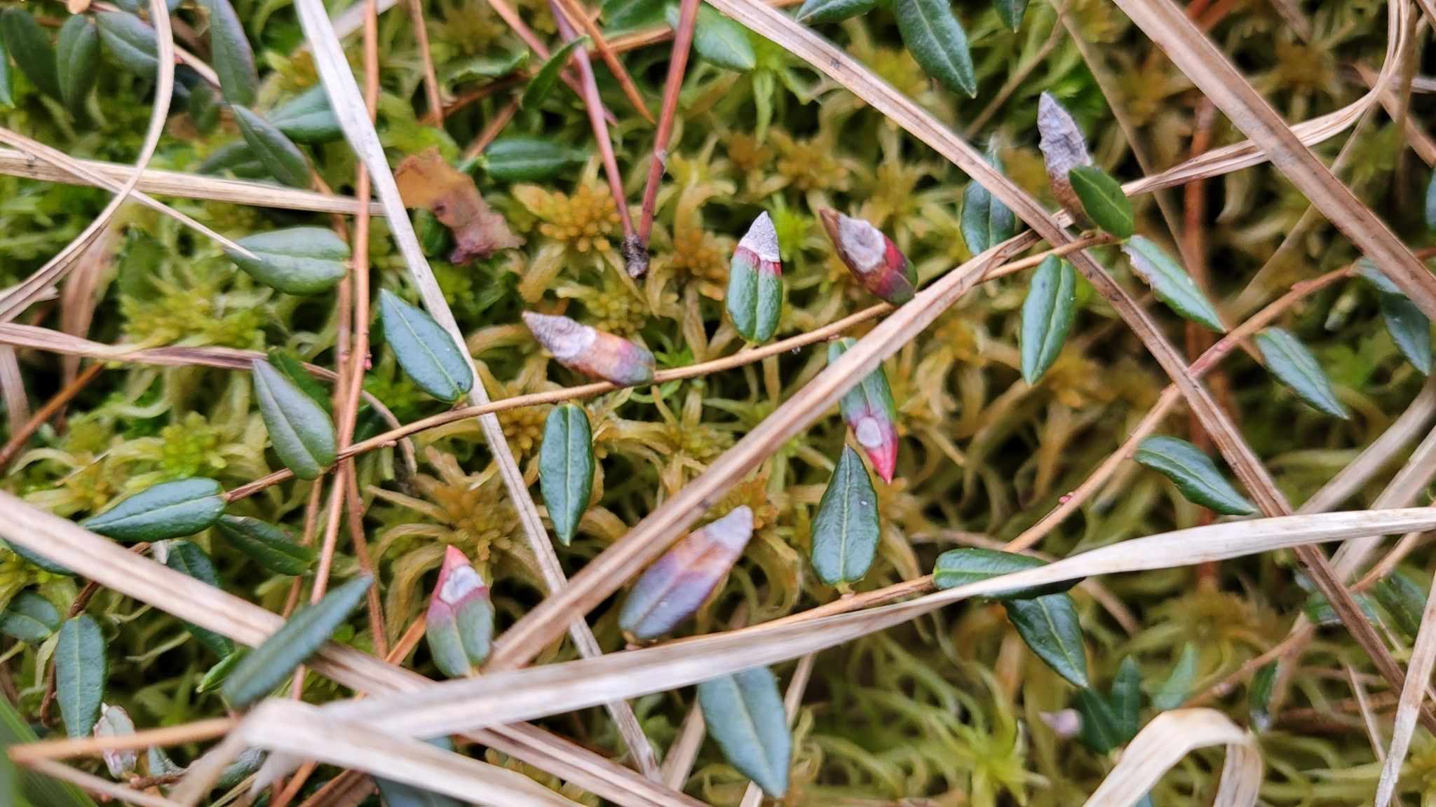 Exobasidium rostrupii
