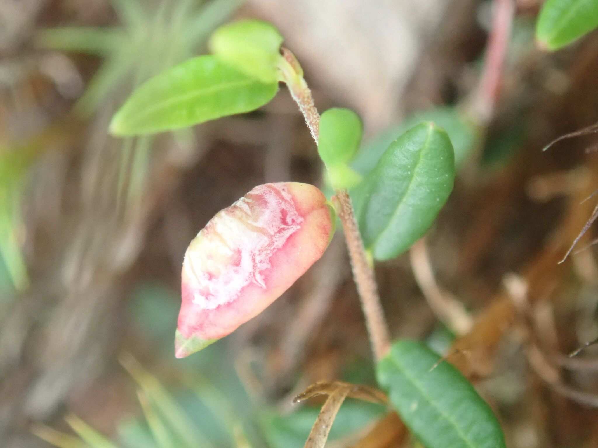 Exobasidium rostrupii