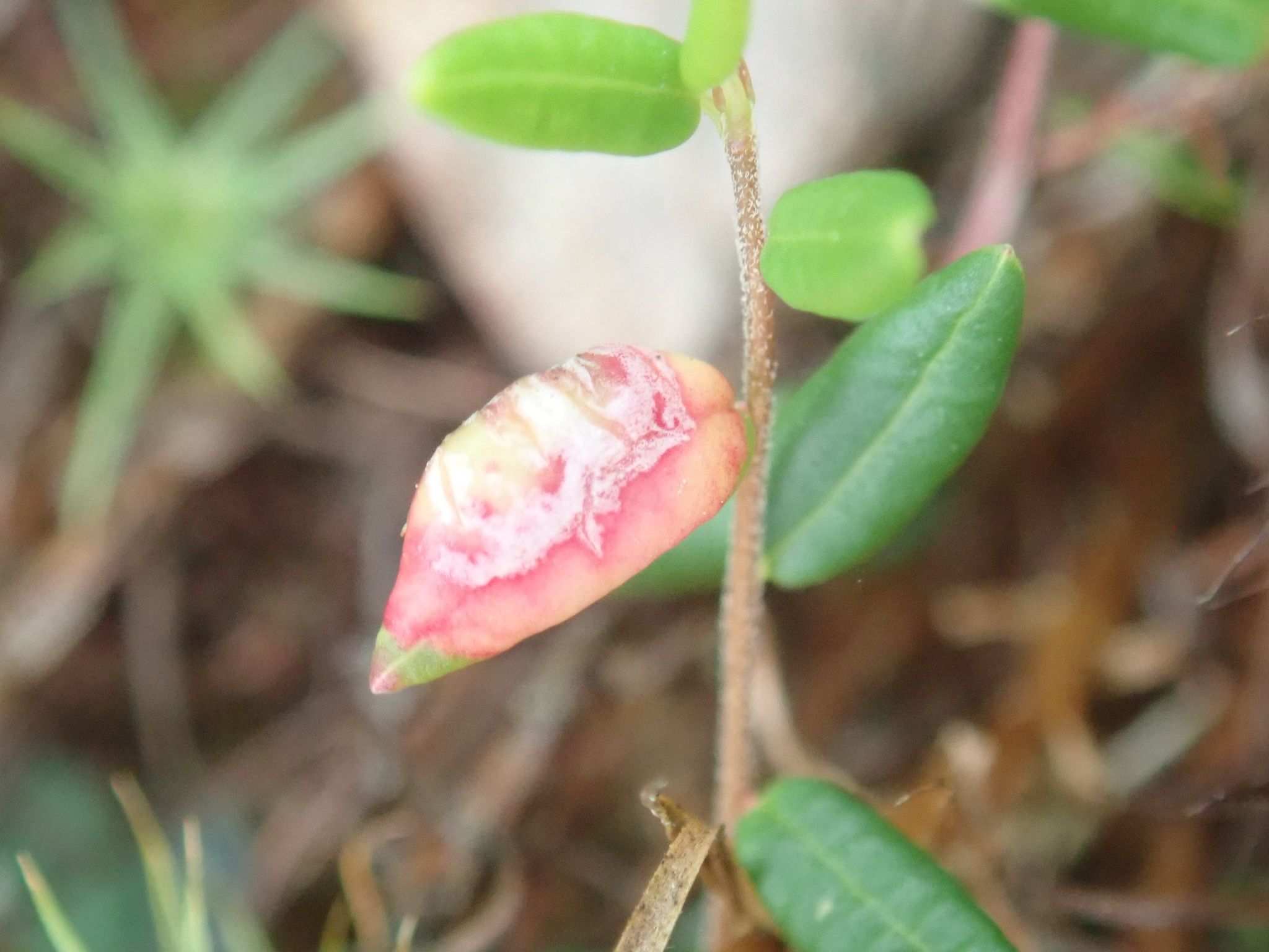 Exobasidium rostrupii