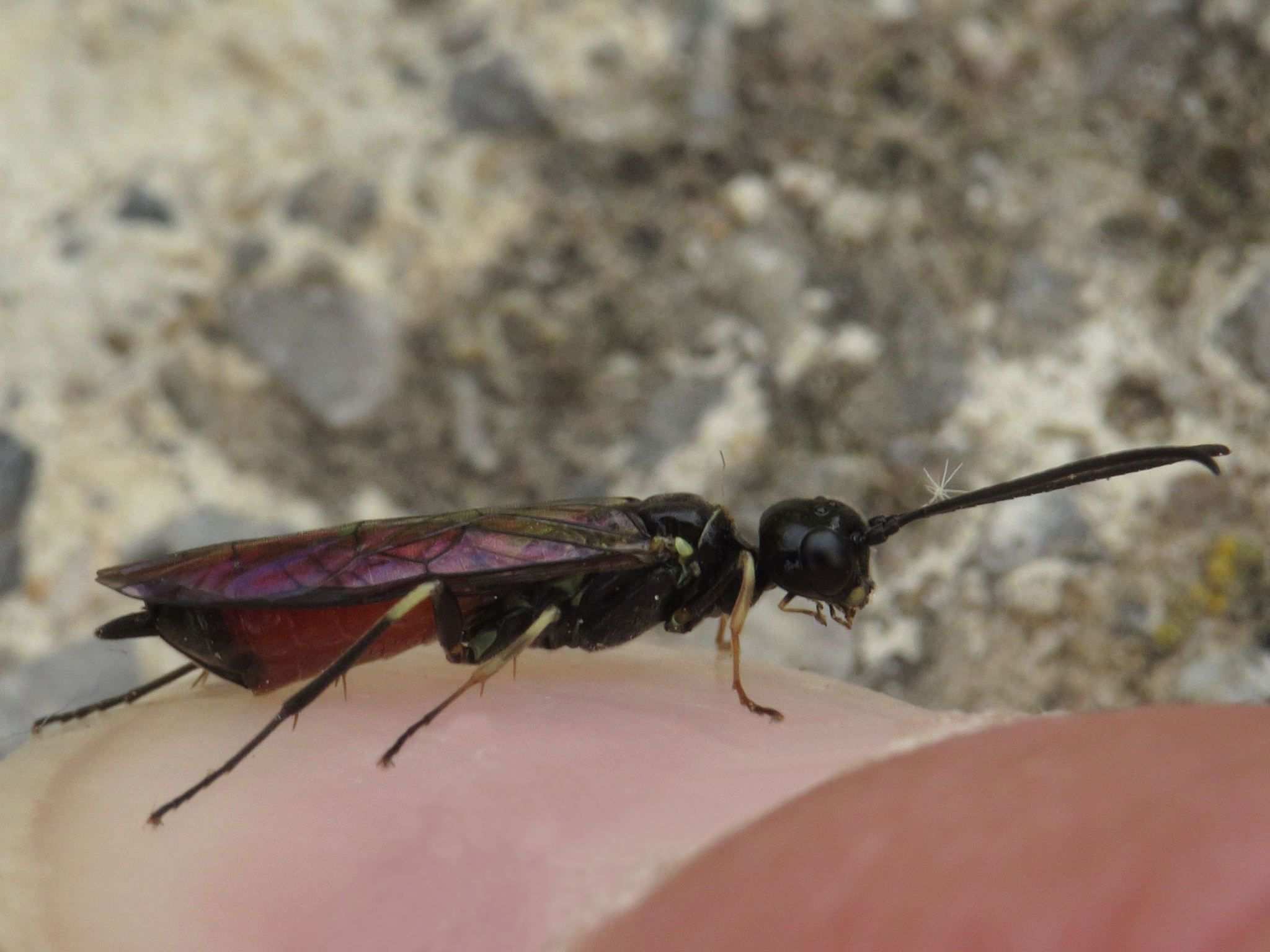 Janus compressus