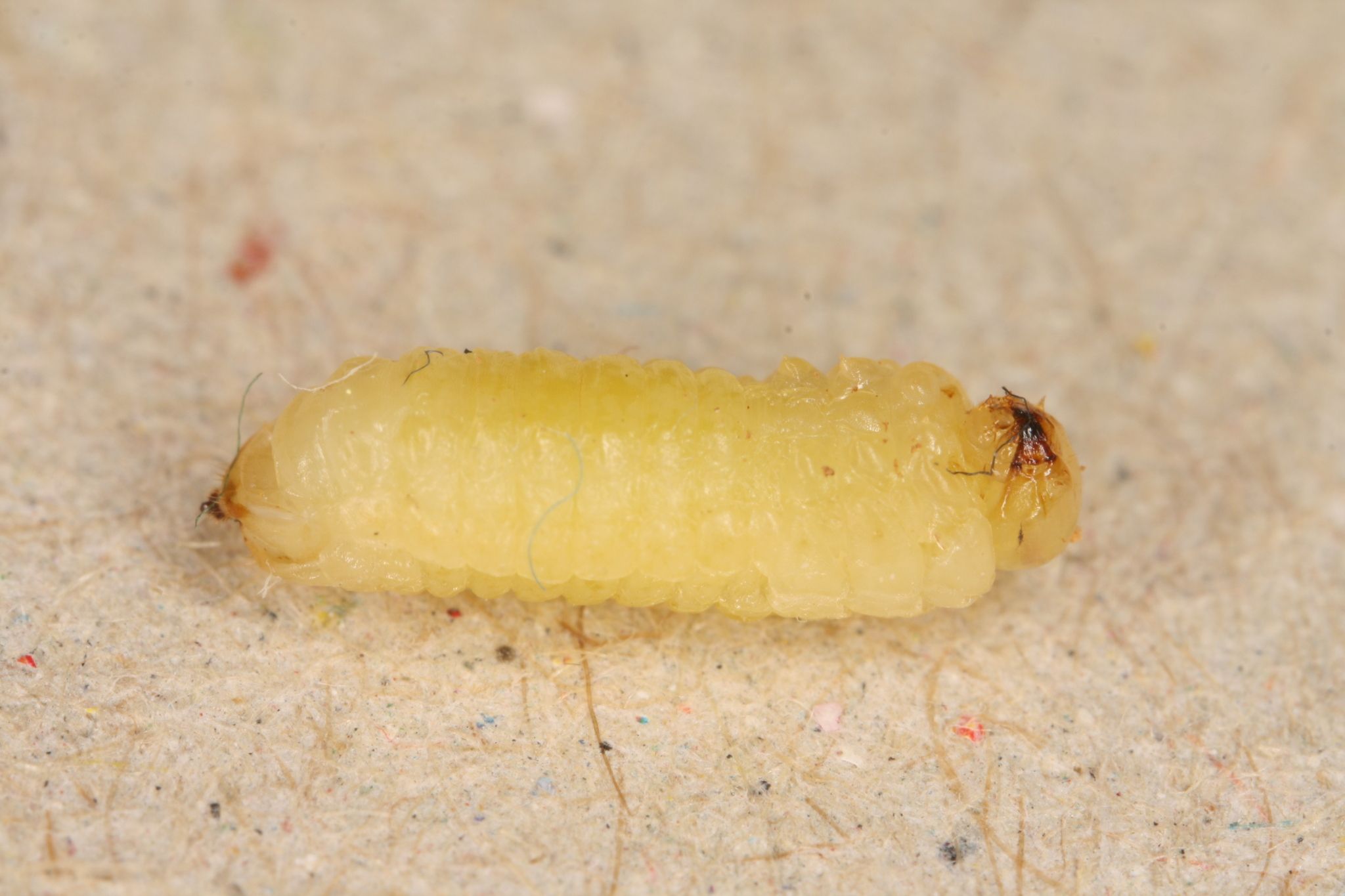 Janus compressus
