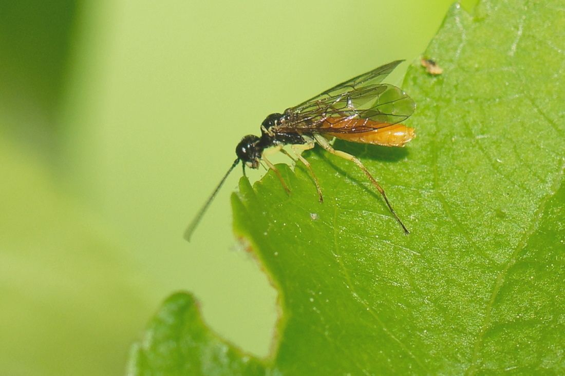 Janus compressus