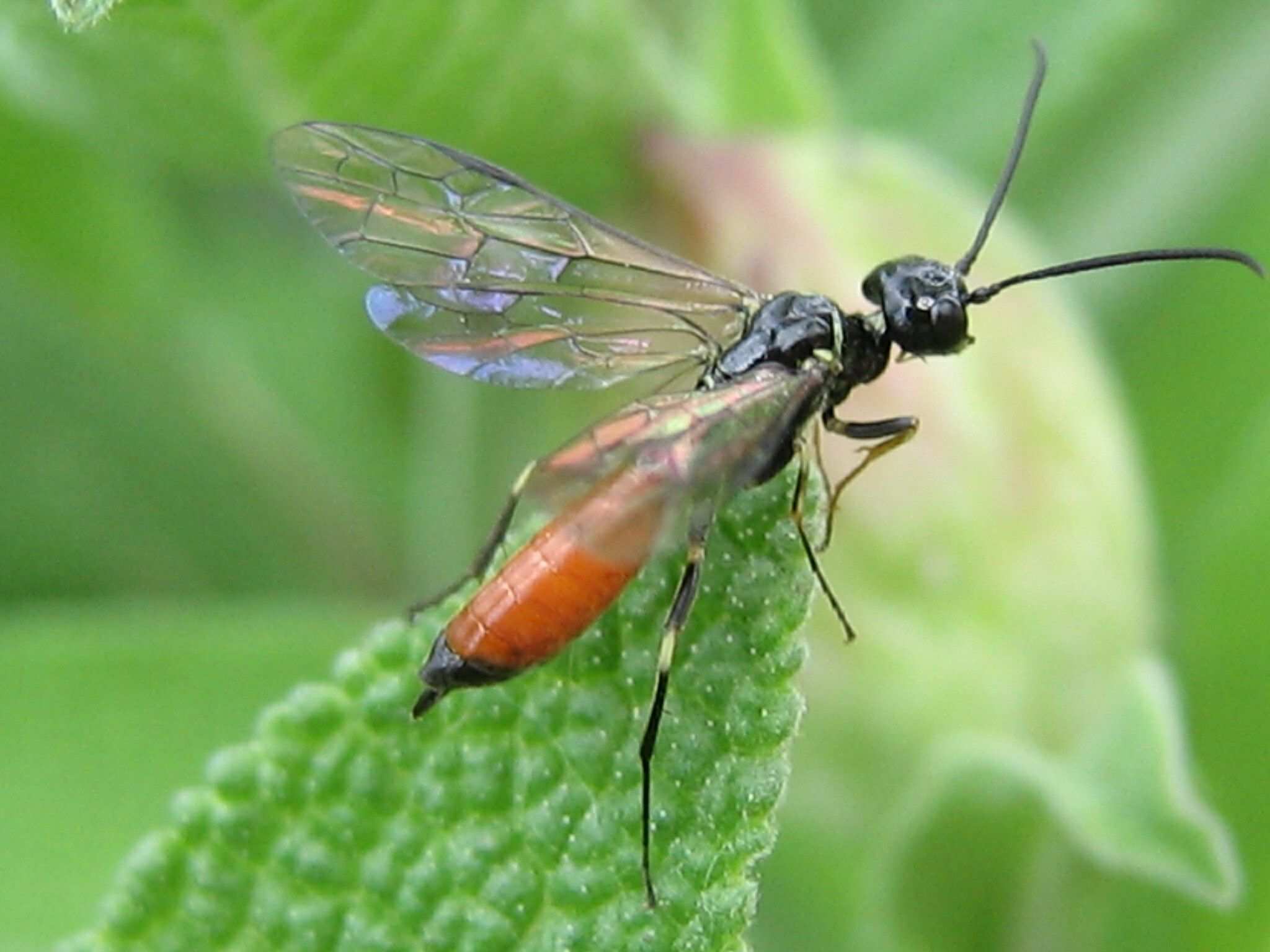 Janus compressus