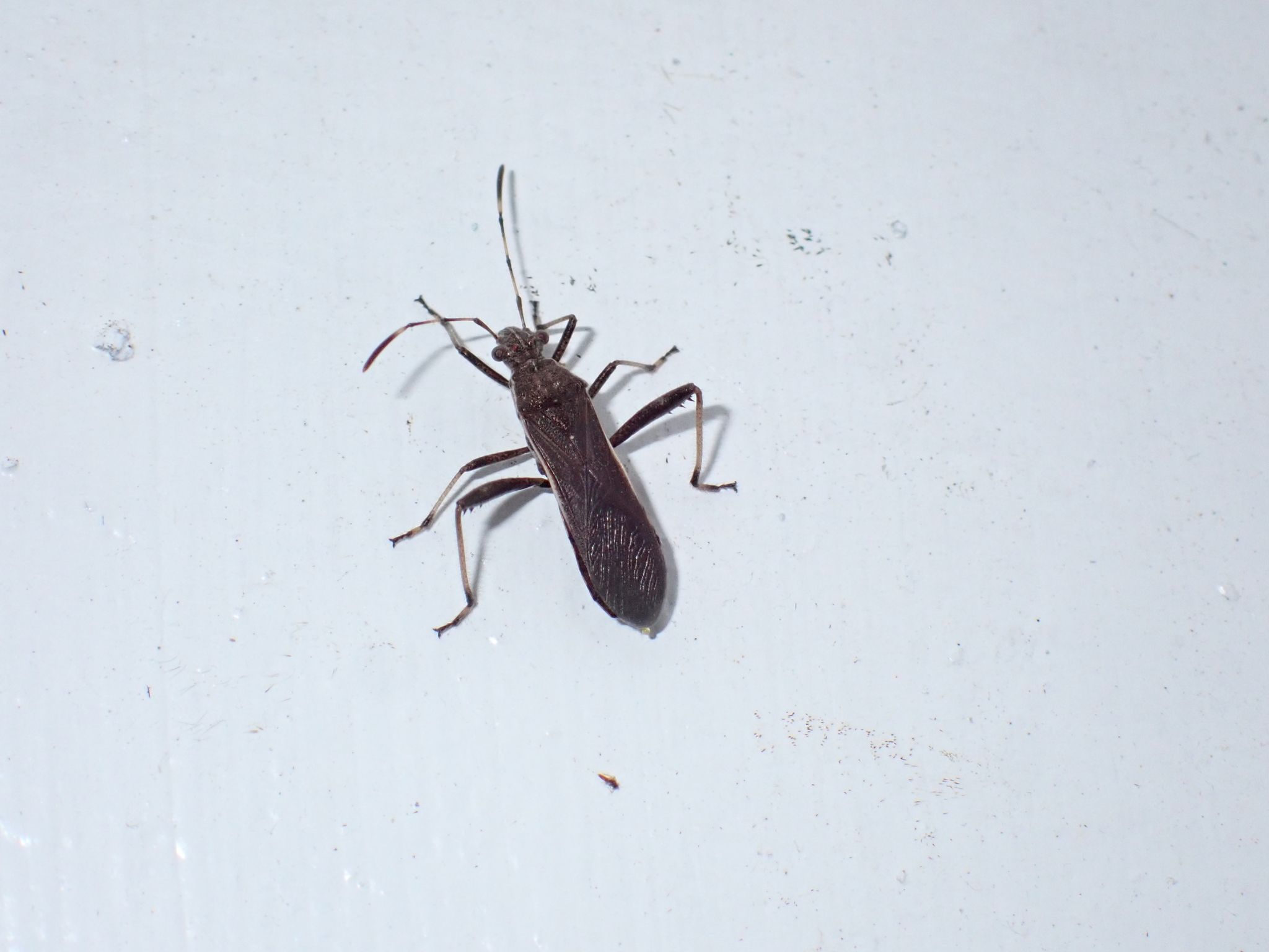 Burtinus luteomarginatus