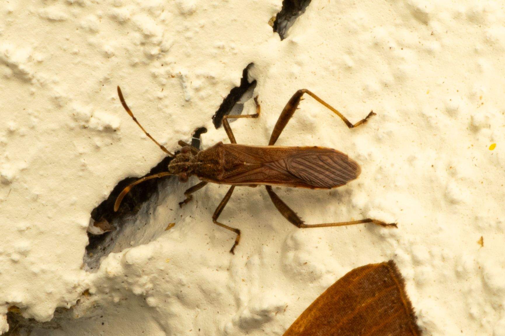 Burtinus luteomarginatus