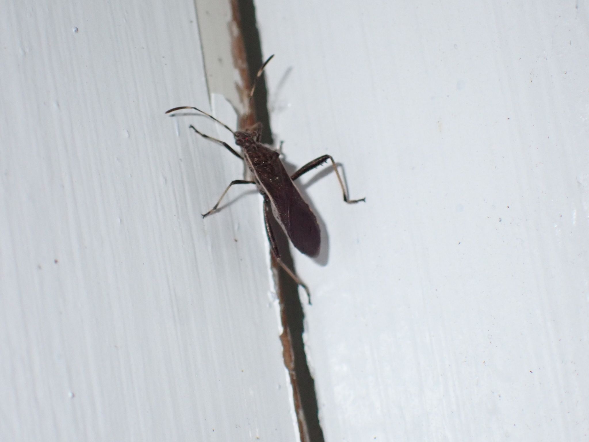 Burtinus luteomarginatus
