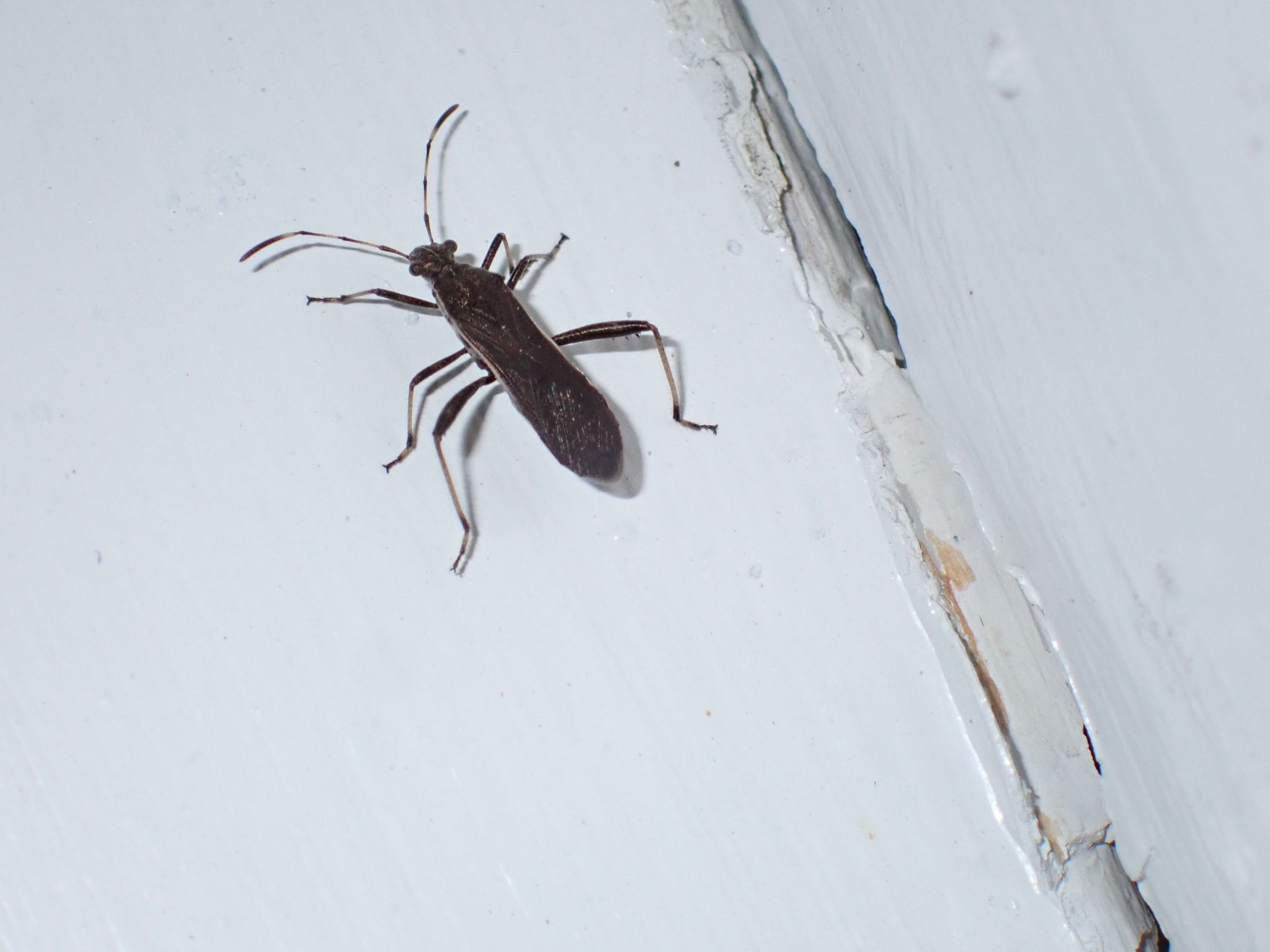 Burtinus luteomarginatus