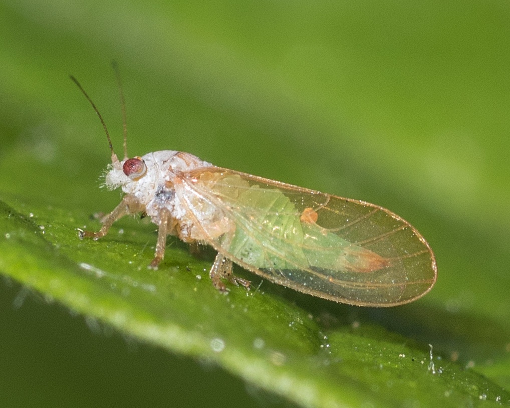 Psylla buxi
